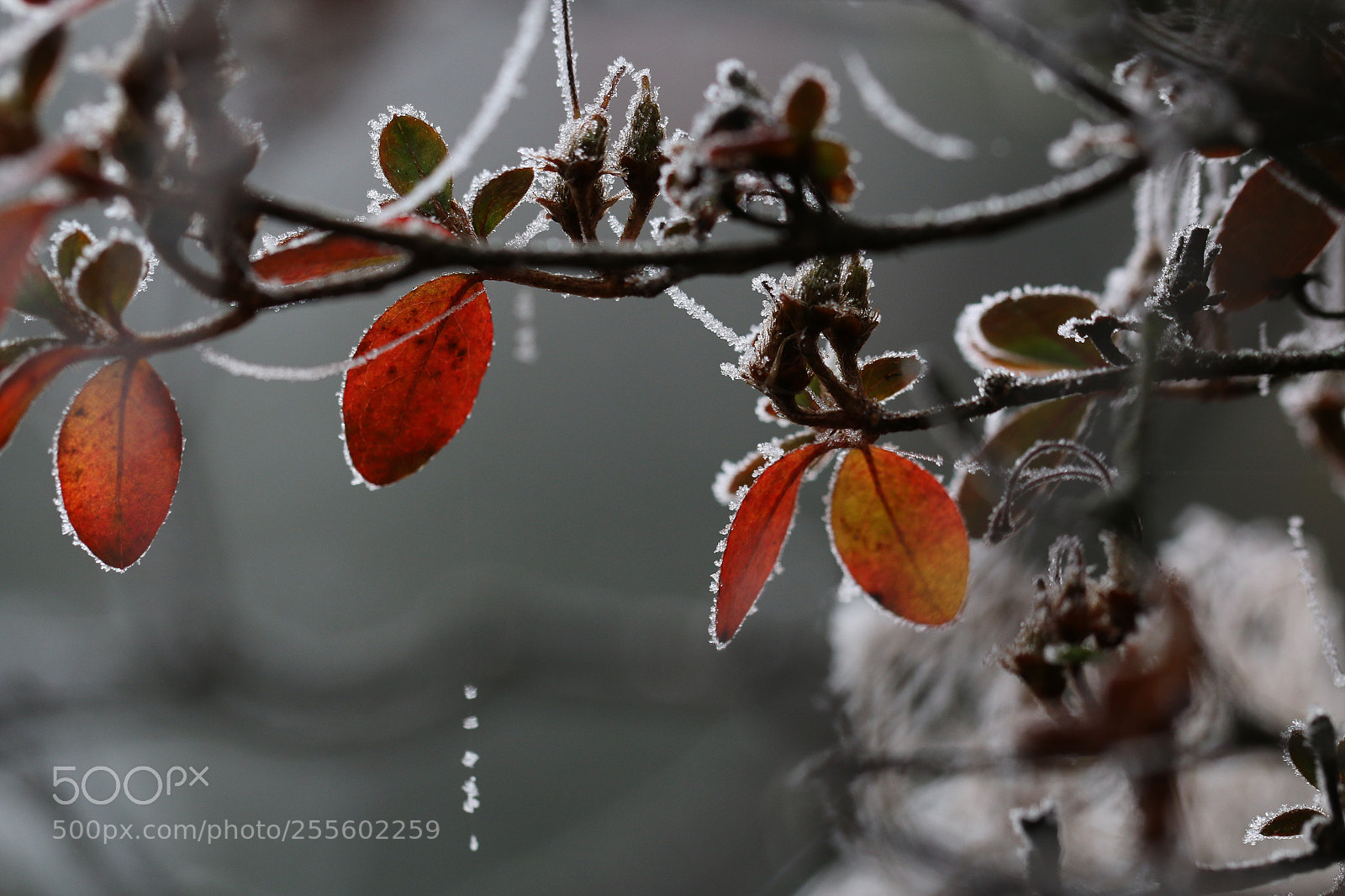 Canon EOS 70D sample photo. Untitled photography