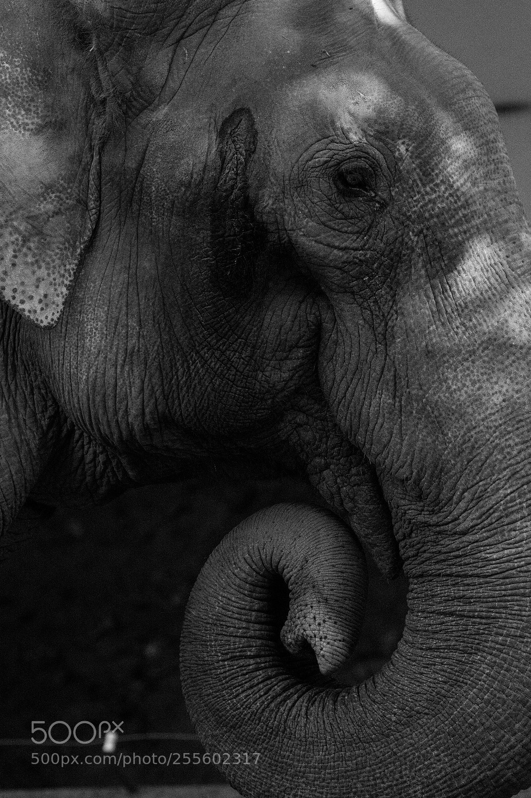 Nikon D7200 sample photo. Indian-elephant closeup photography