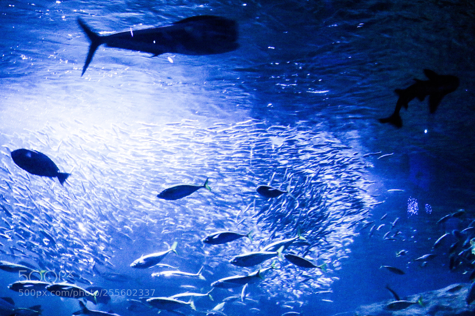 Canon EOS 70D sample photo. Aquarium photography