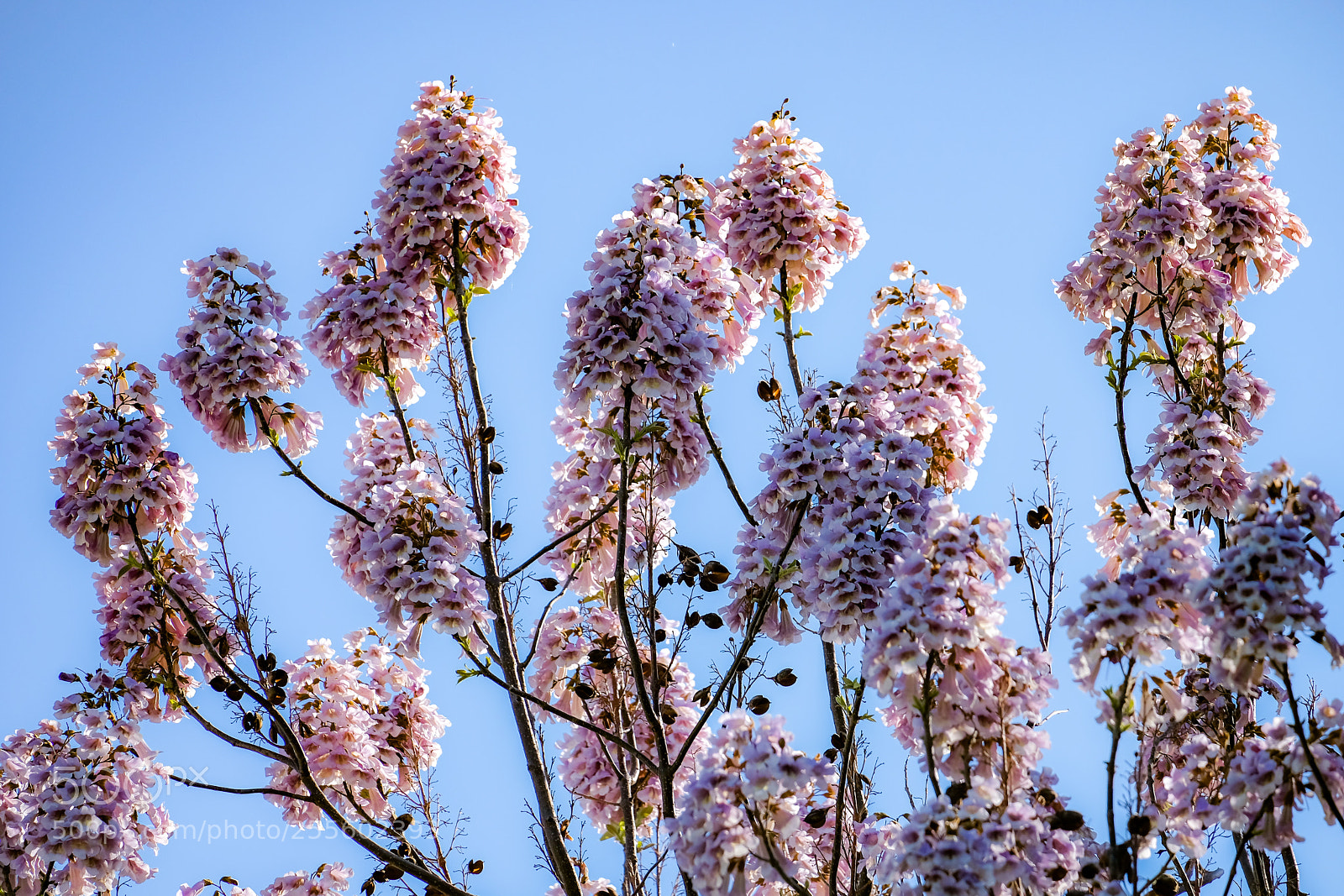 Fujifilm X-E3 sample photo. Colors in spring photography