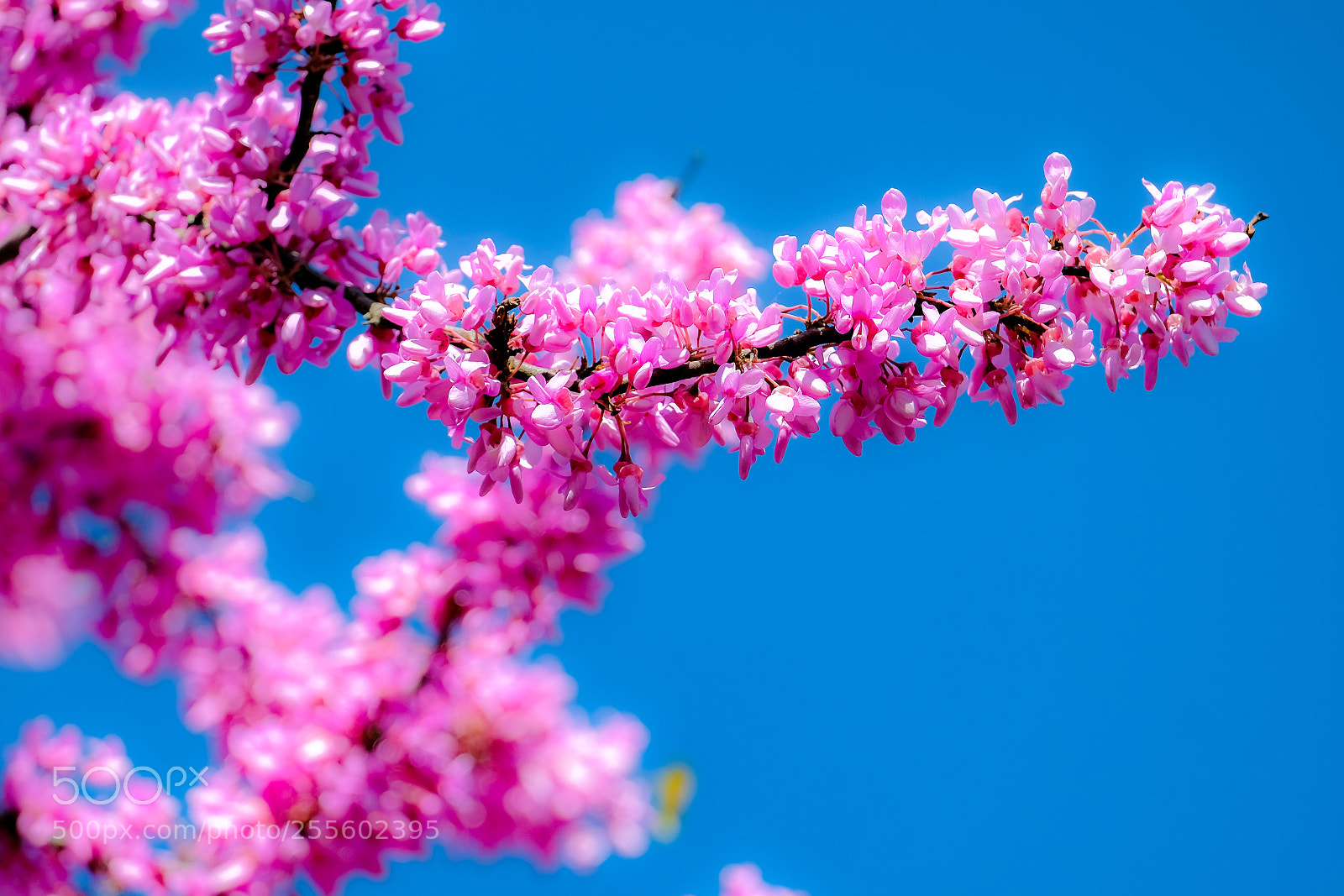 Fujifilm X-E3 sample photo. Colors in spring photography