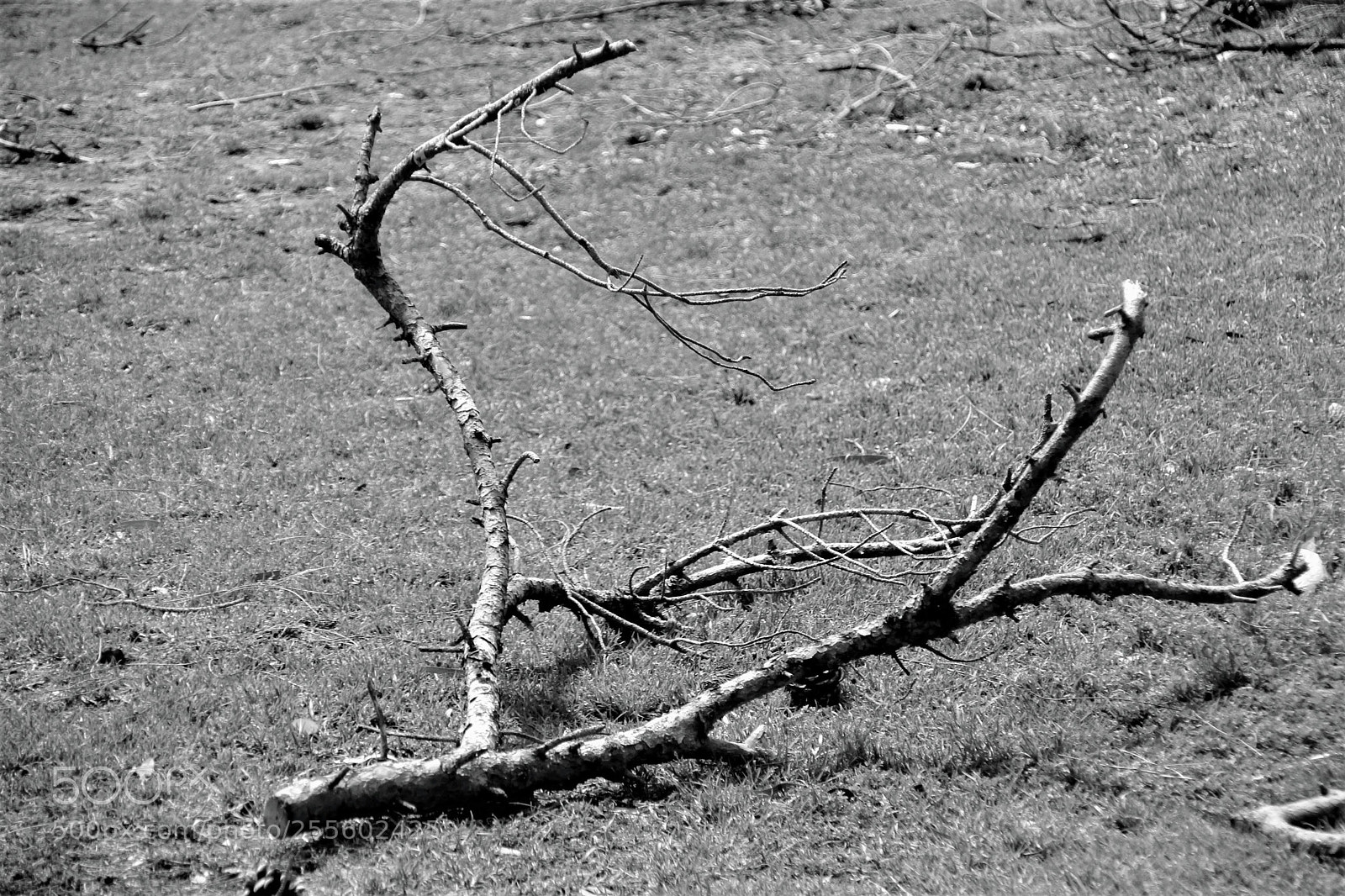 Canon EOS 700D (EOS Rebel T5i / EOS Kiss X7i) sample photo. Is it a branch? photography