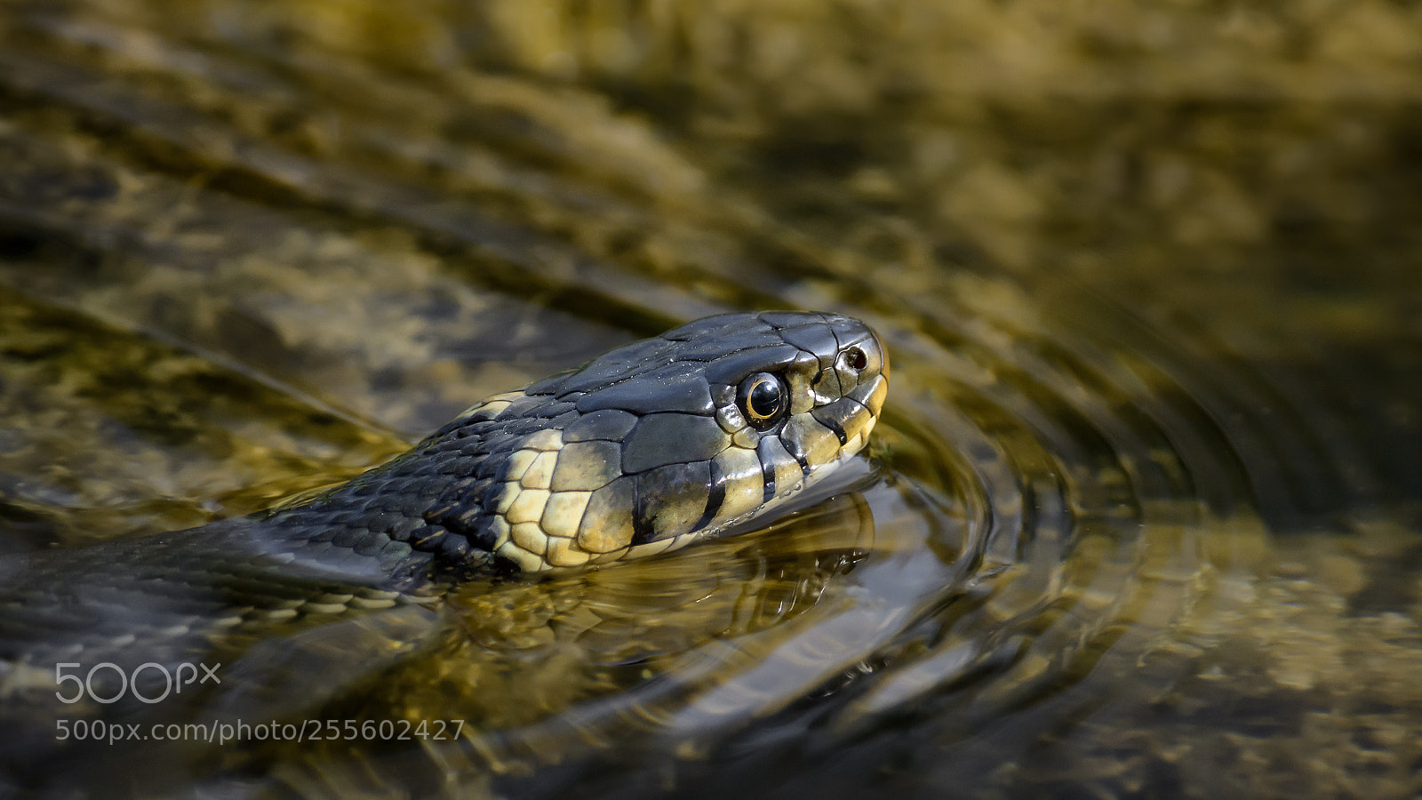 Nikon D7100 sample photo. Ringelnatter im wasser photography