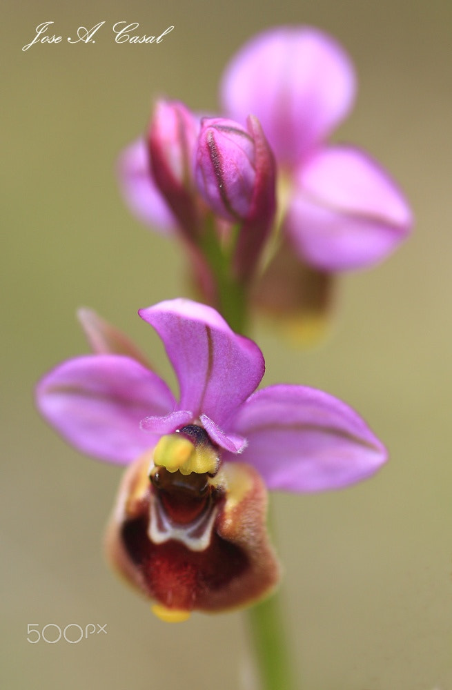 Sigma 105mm F2.8 EX DG Macro sample photo. Primavera !!!!! photography