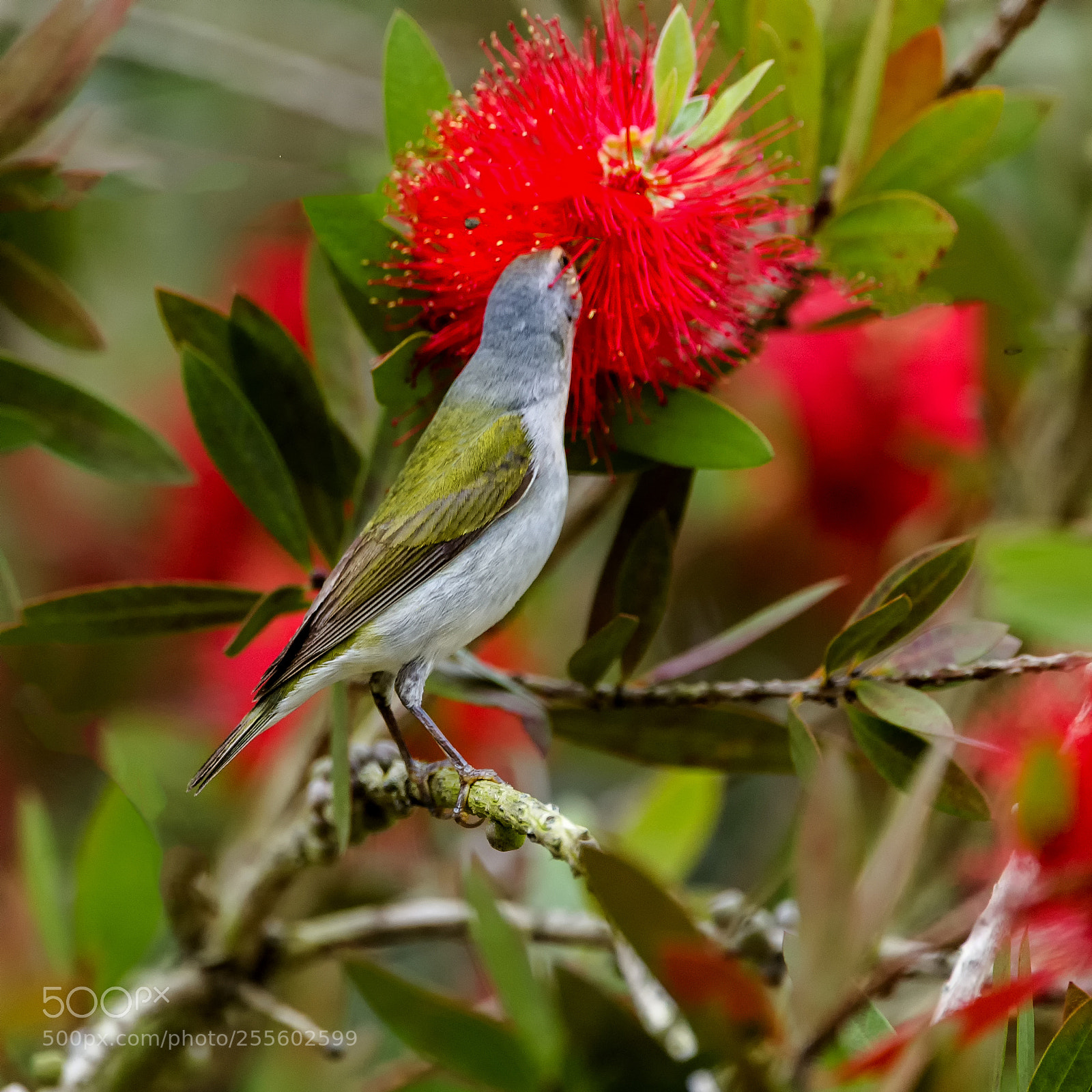 Nikon D3S sample photo. Garden warbler photography