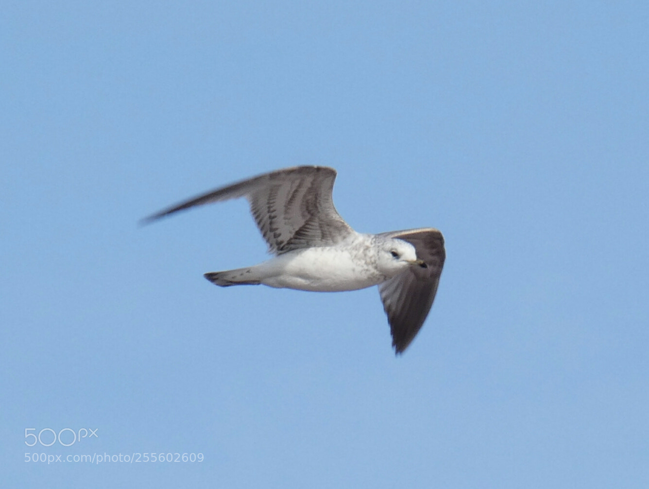 Panasonic Lumix DC-FZ80 (Lumix DC-FZ82) sample photo. Seagul during flight photography