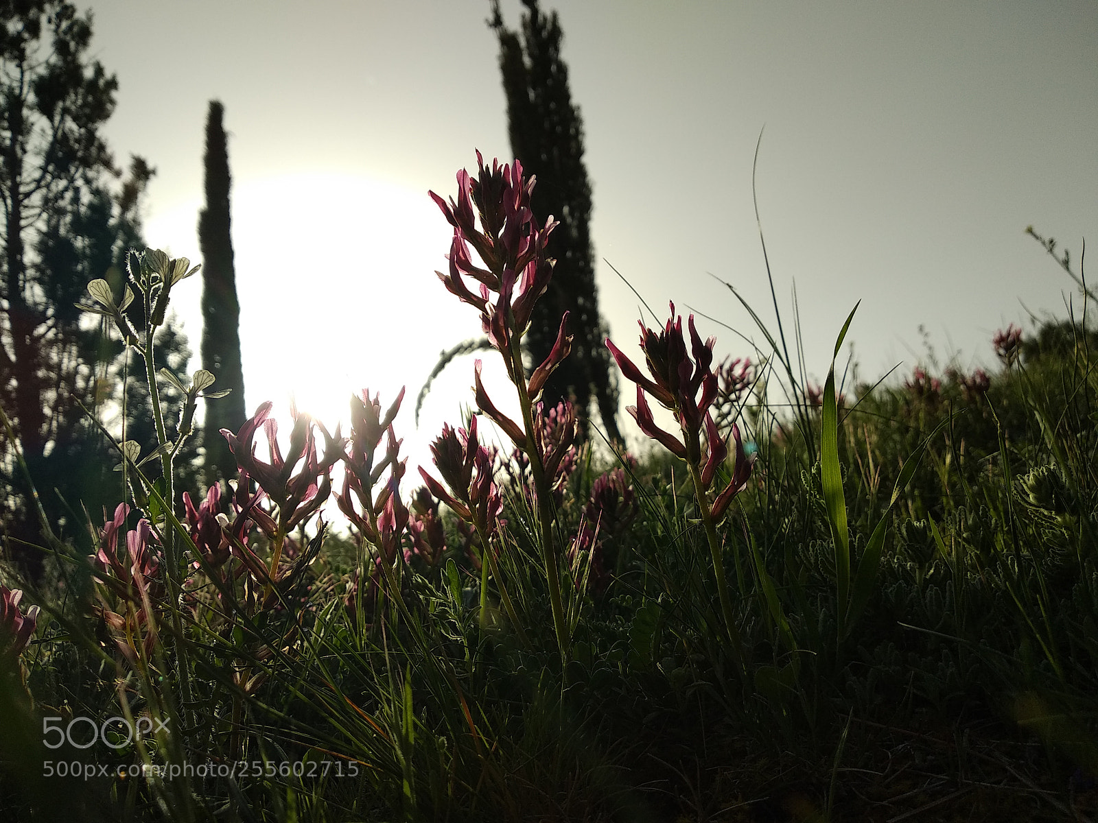 Xiaomi Mi A1 sample photo. Flowers at sun photography