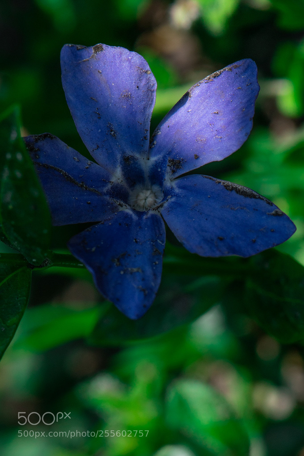 Nikon D5300 sample photo. Textured petals photography