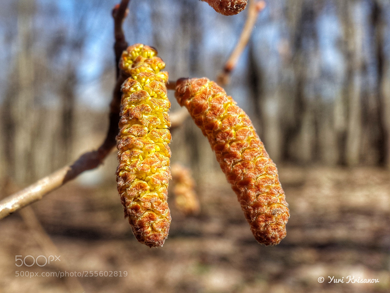 Samsung Galaxy Alpha sample photo. Earrings on the aspen photography