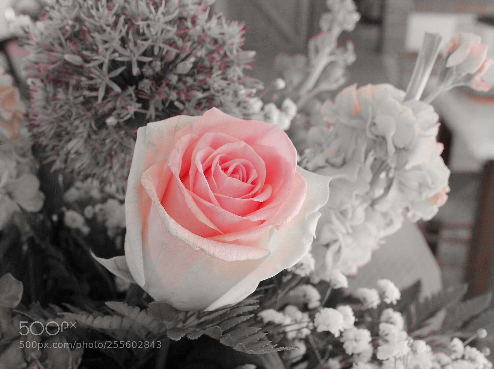 Canon EOS 550D (EOS Rebel T2i / EOS Kiss X4) sample photo. Rosa photography