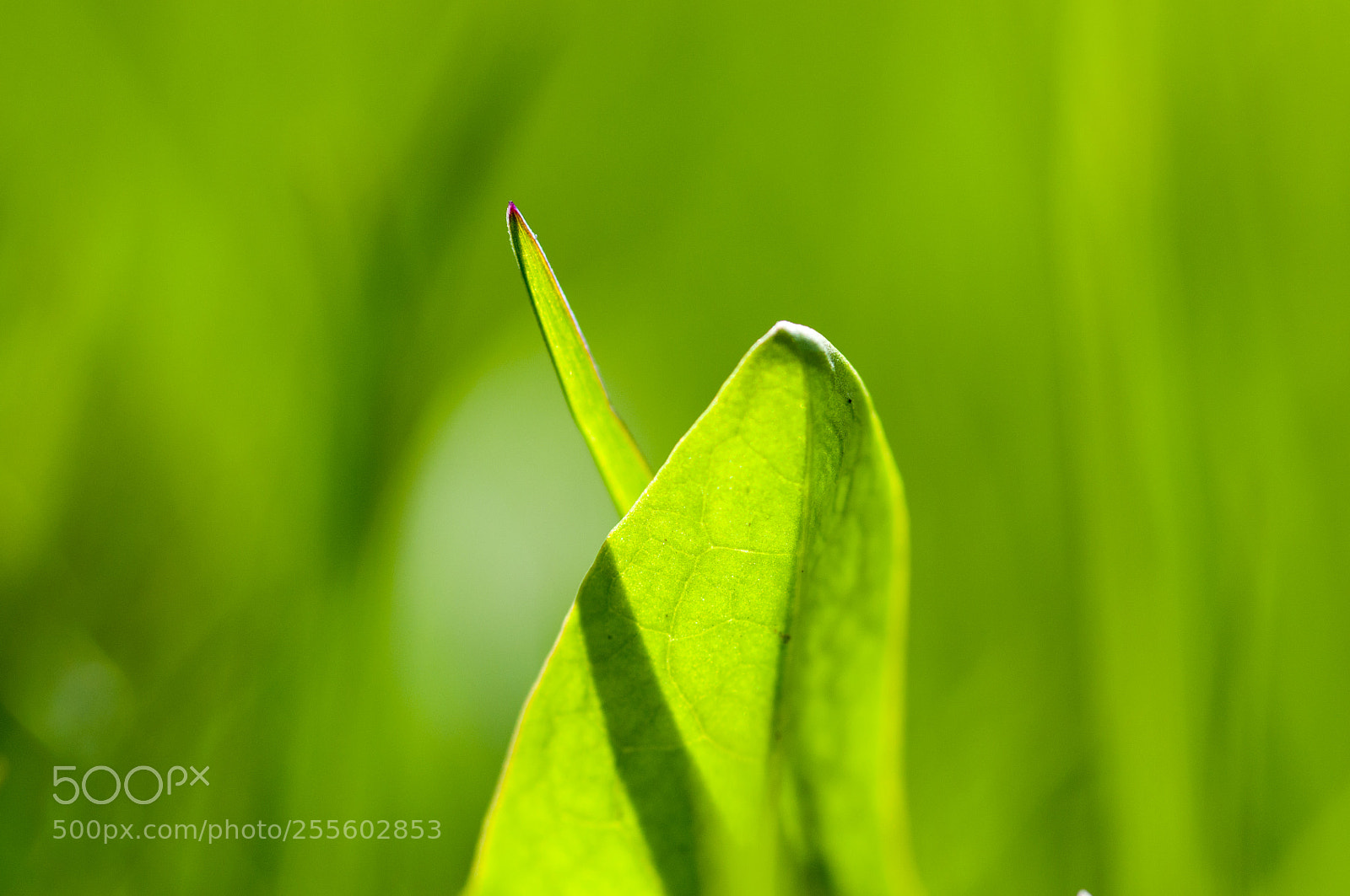 Nikon D90 sample photo. Shadow photography