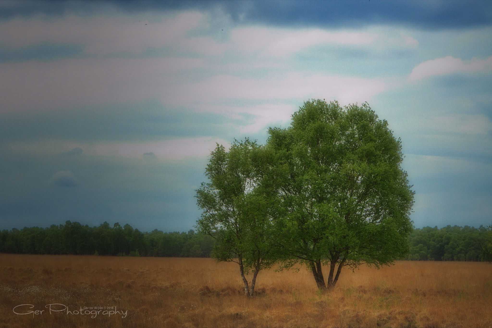 Canon EOS 7D sample photo. Tree photography