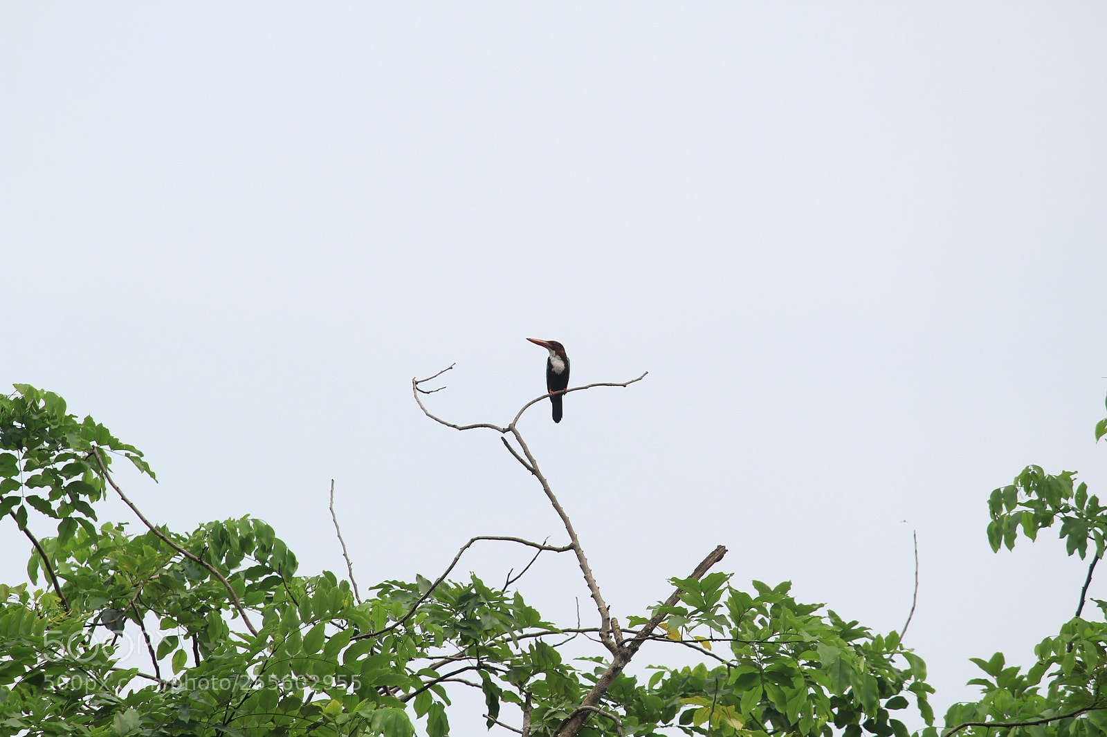 Canon EF-S 55-250mm F4-5.6 IS II sample photo. White bellied king fisher! photography