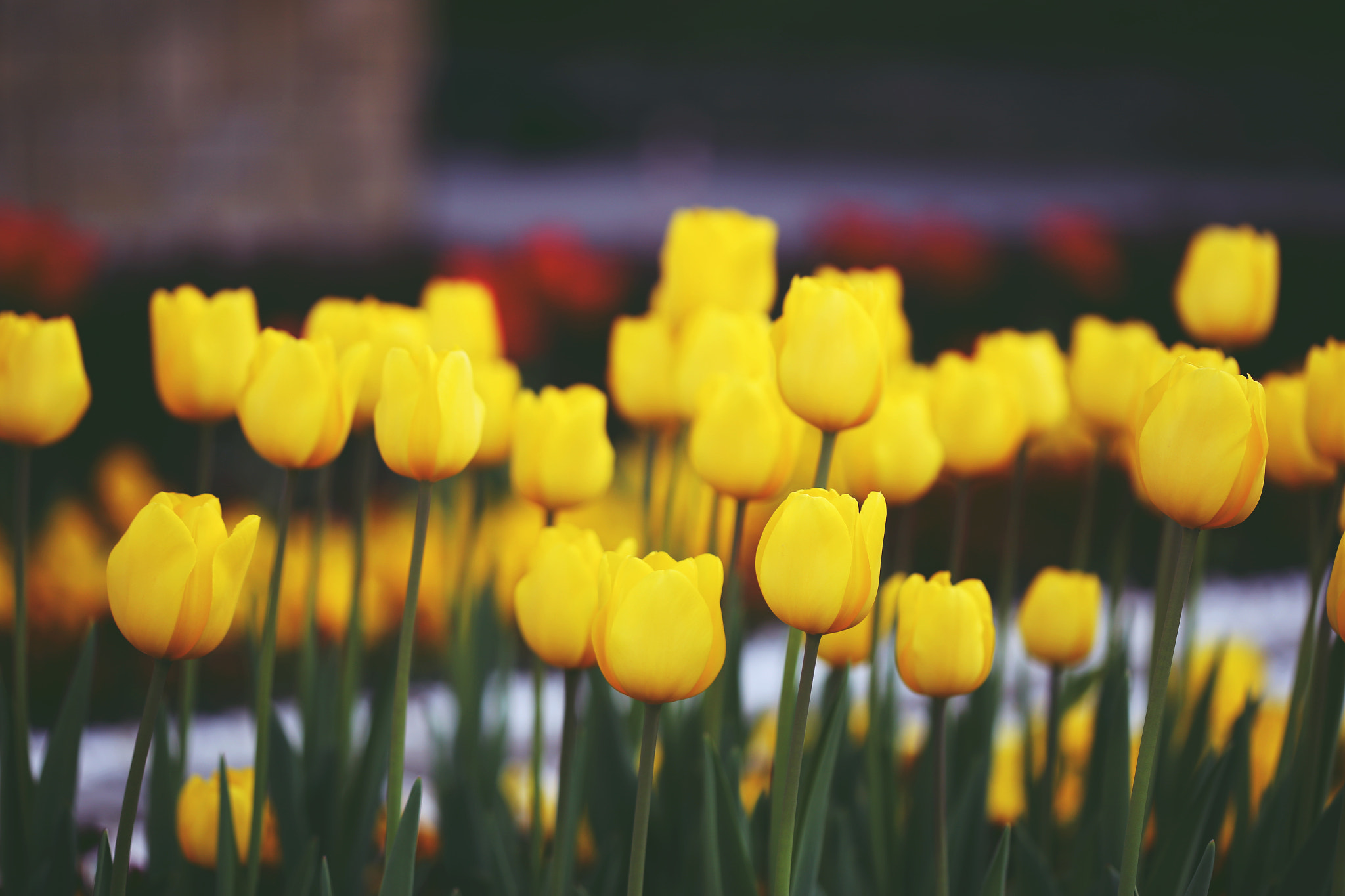 Canon EF 100mm F2.8 Macro USM sample photo. Tulips photography