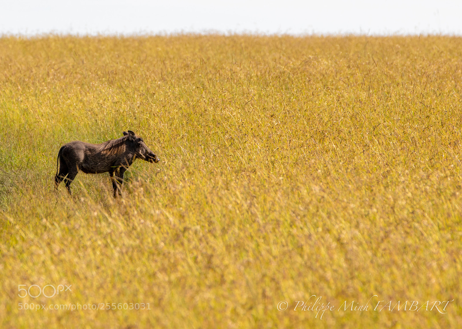 Canon EOS 5D Mark IV sample photo. Warthog from masai mara photography
