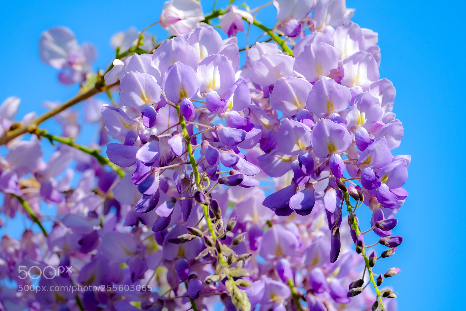 Fujifilm X-E3 sample photo. Colors in spring photography