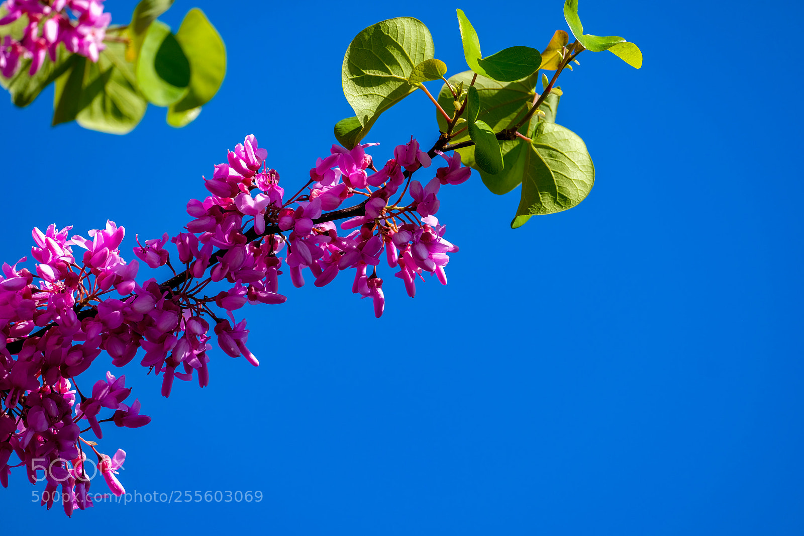 Fujifilm X-E3 sample photo. Colors in spring photography