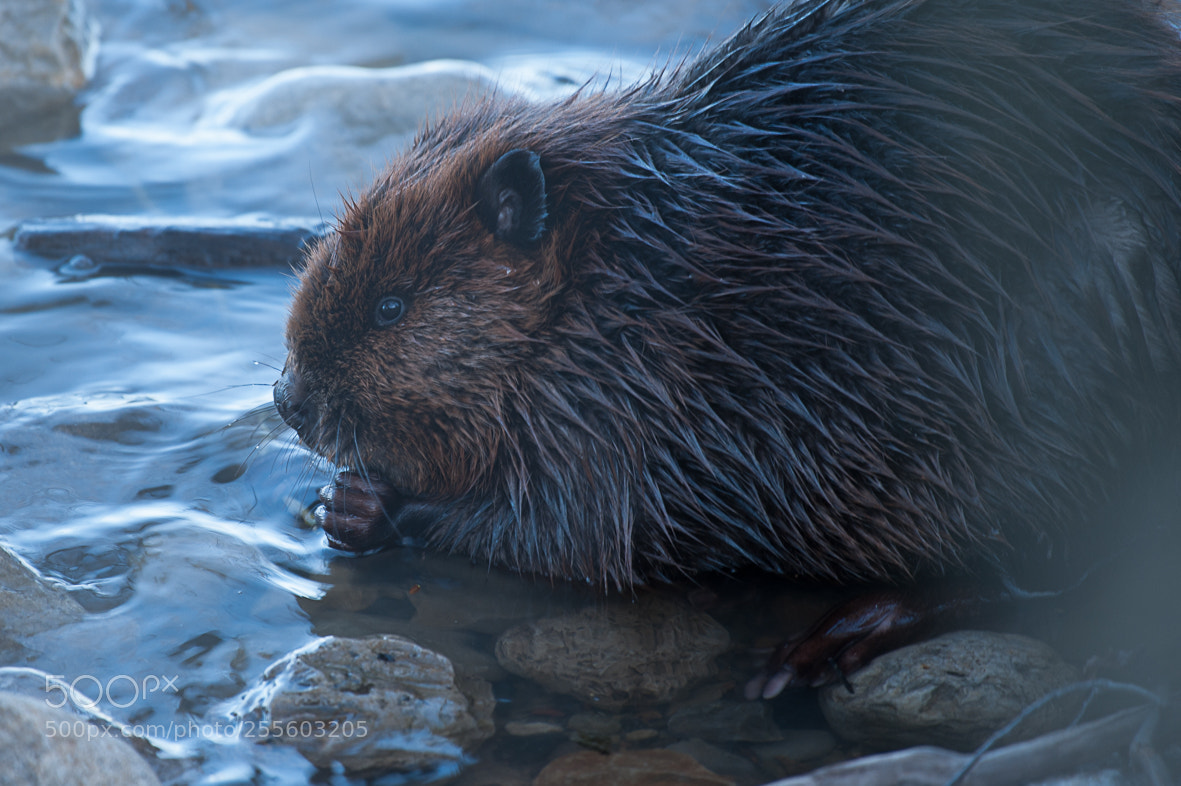 Nikon D700 sample photo. Beaver photography