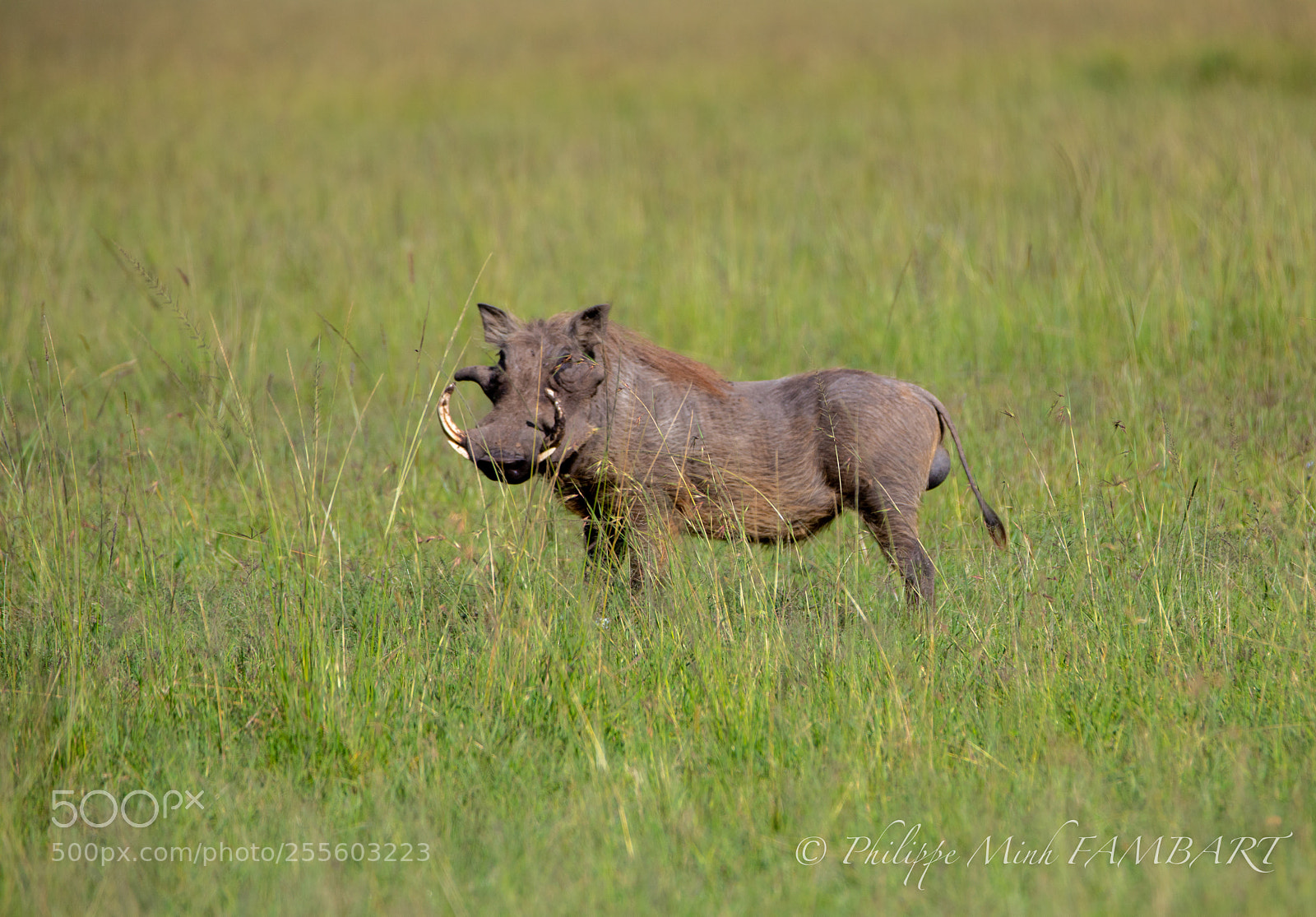 Canon EOS 5D Mark IV sample photo. Warthog from masai mara photography