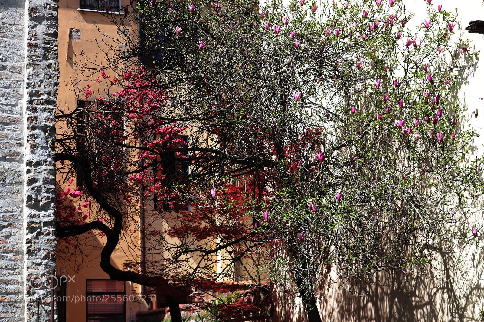 Canon EOS 77D (EOS 9000D / EOS 770D) sample photo. In padova photography