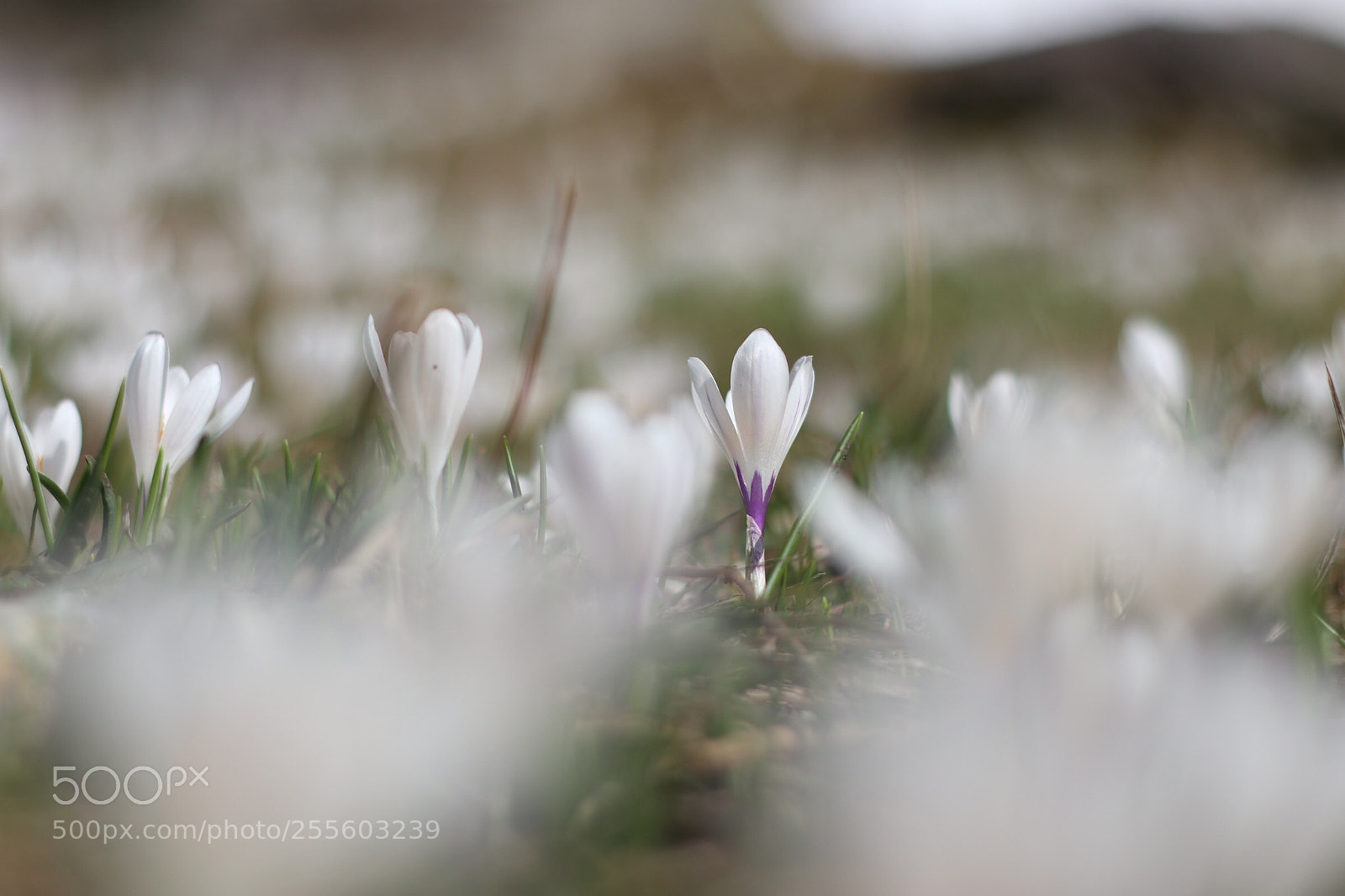 Canon EOS M5 sample photo. Spring photography