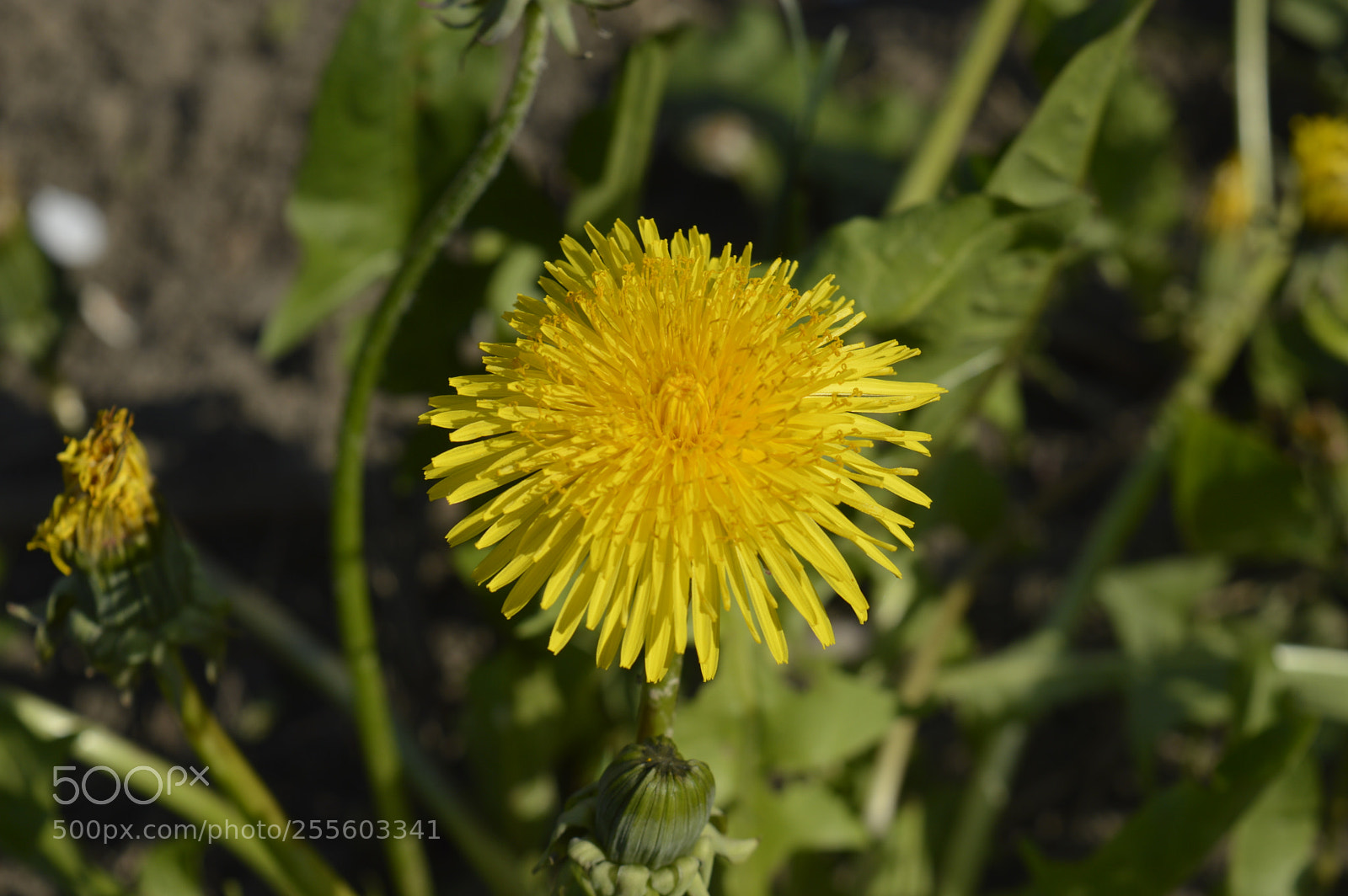 Nikon D3200 sample photo. Dandelion. photography