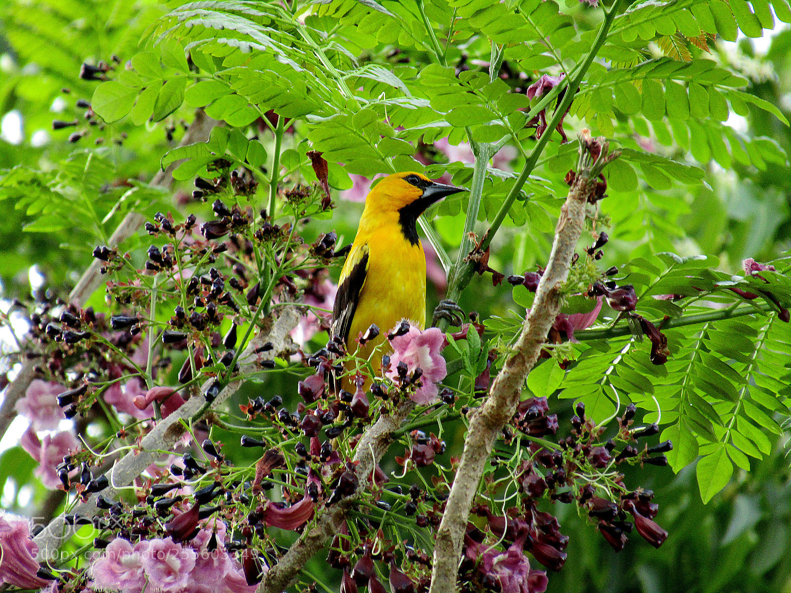 Canon PowerShot SX410 IS sample photo. Untitled photography