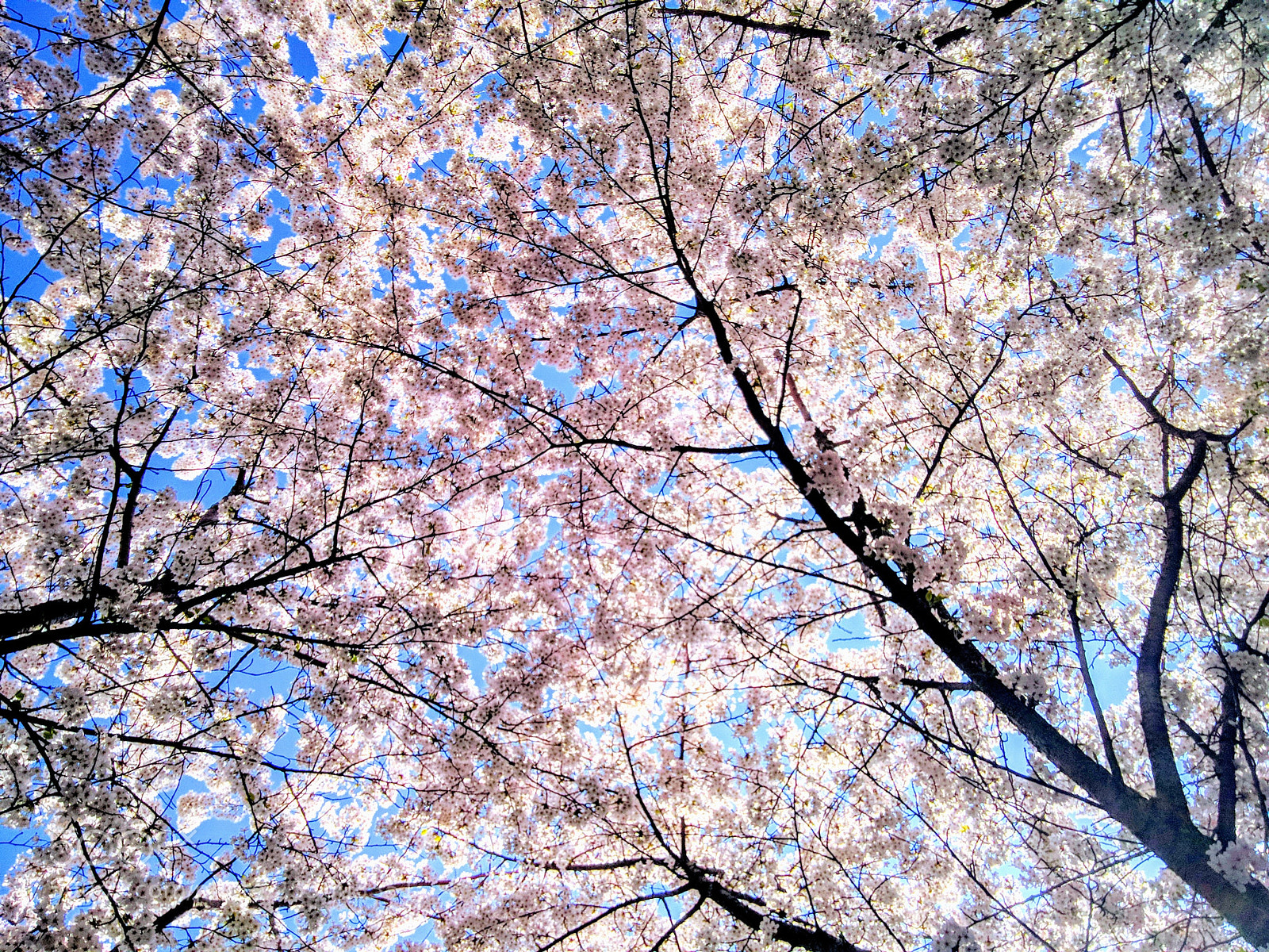 Google Nexus 6P sample photo. Sky of flowers photography