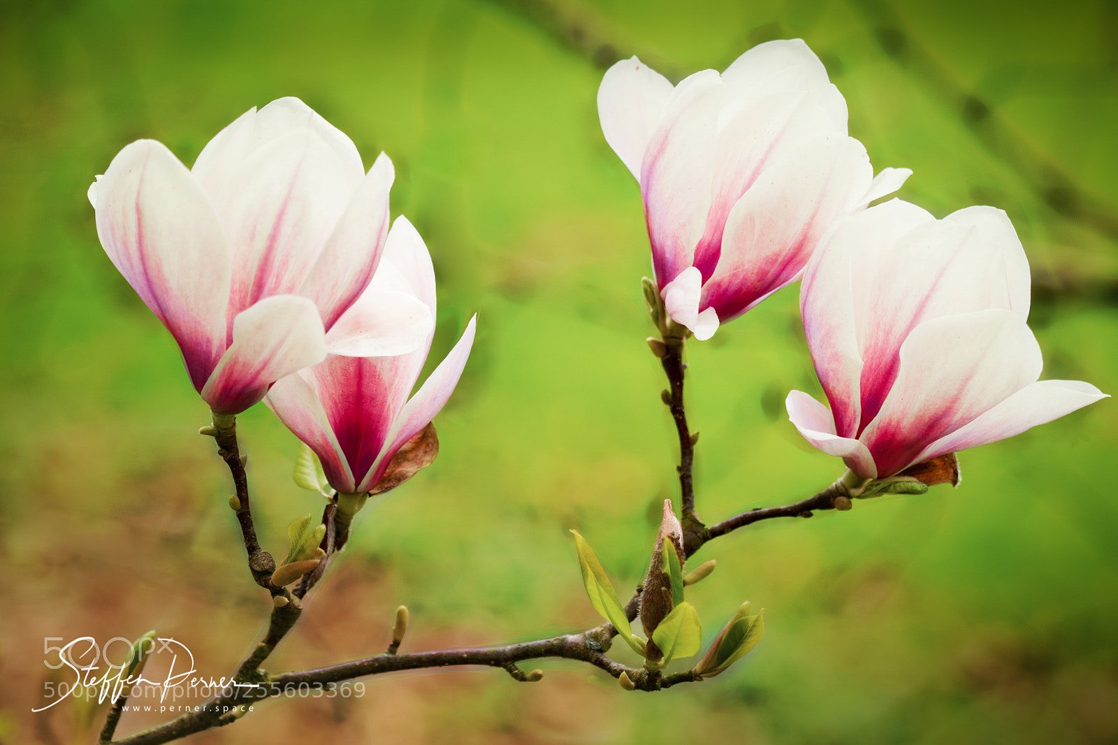 Nikon D7500 sample photo. Magnolia photography
