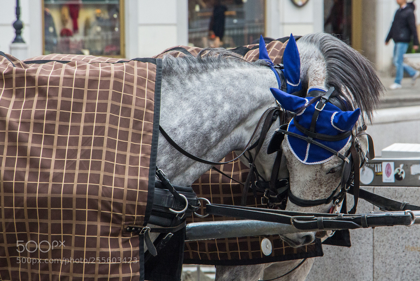 Canon EOS 700D (EOS Rebel T5i / EOS Kiss X7i) sample photo. Sweethearts? photography