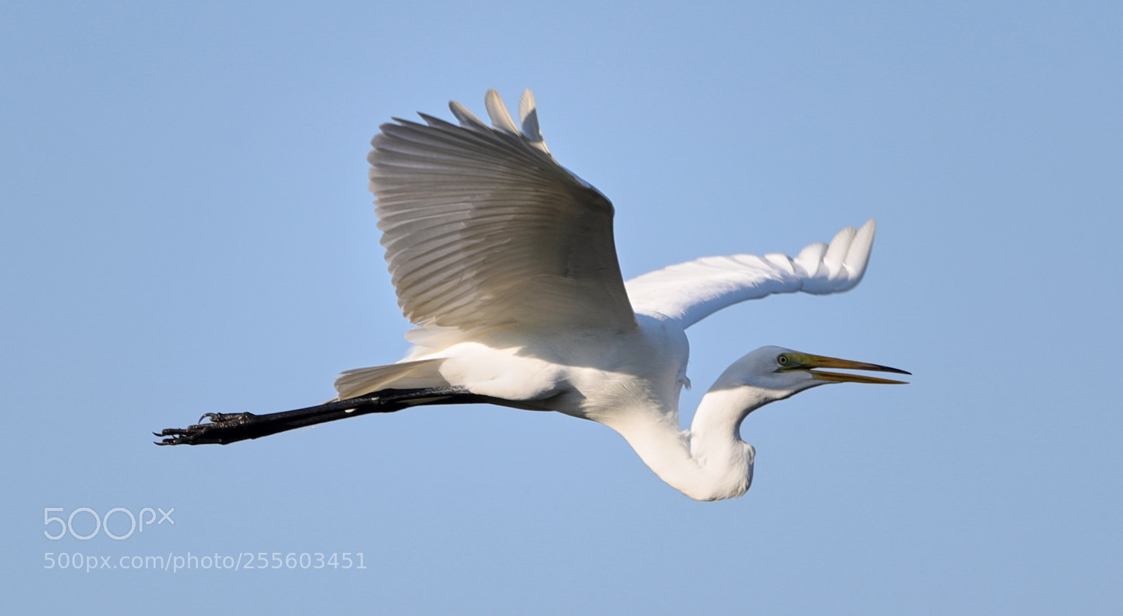 Canon EOS-1D X Mark II sample photo. 04-28-18-0015061.jpg photography