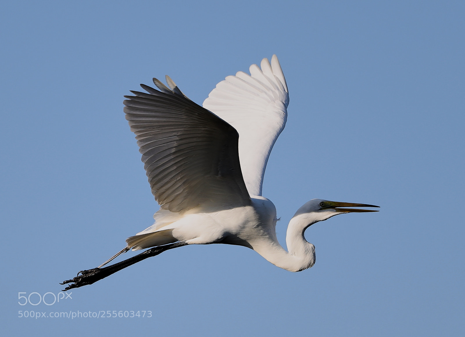 Canon EOS-1D X Mark II sample photo. 04-28-18-0015059.jpg photography