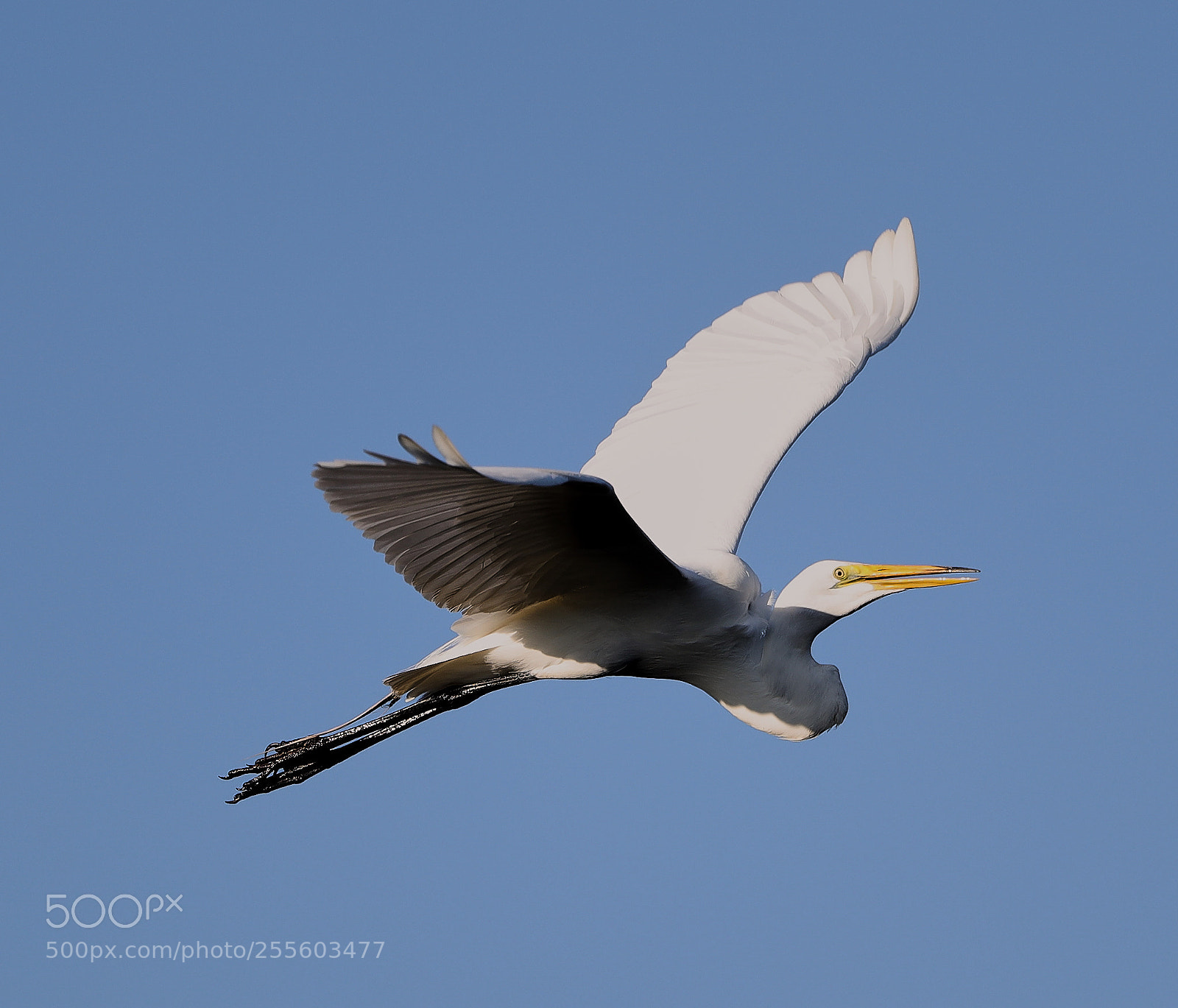Canon EOS-1D X Mark II sample photo. 04-28-18-0015055.jpg photography