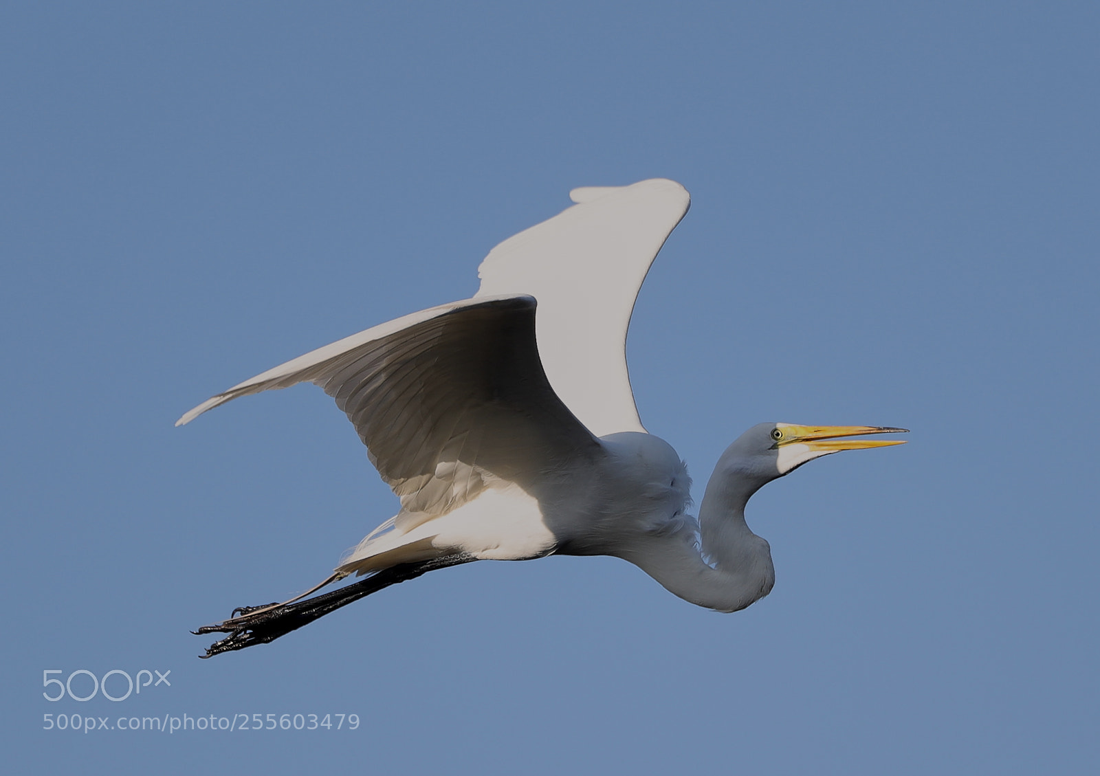 Canon EOS-1D X Mark II sample photo. 04-28-18-0015053.jpg photography