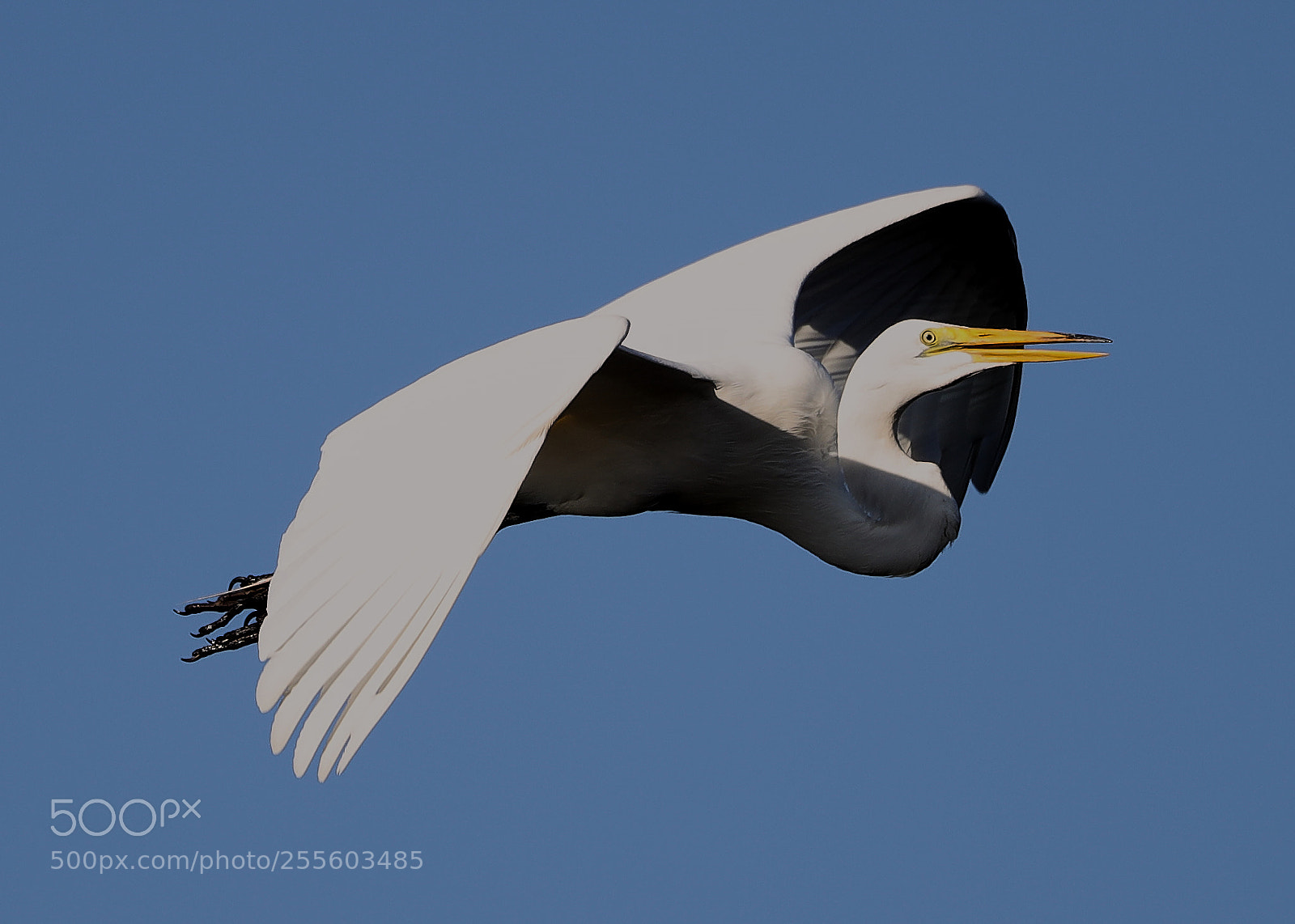Canon EOS-1D X Mark II sample photo. 04-28-18-0015051.jpg photography