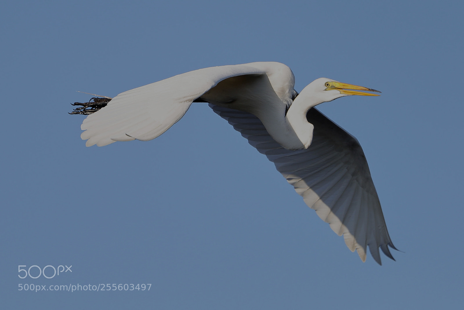 Canon EOS-1D X Mark II sample photo. 04-28-18-0015047.jpg photography