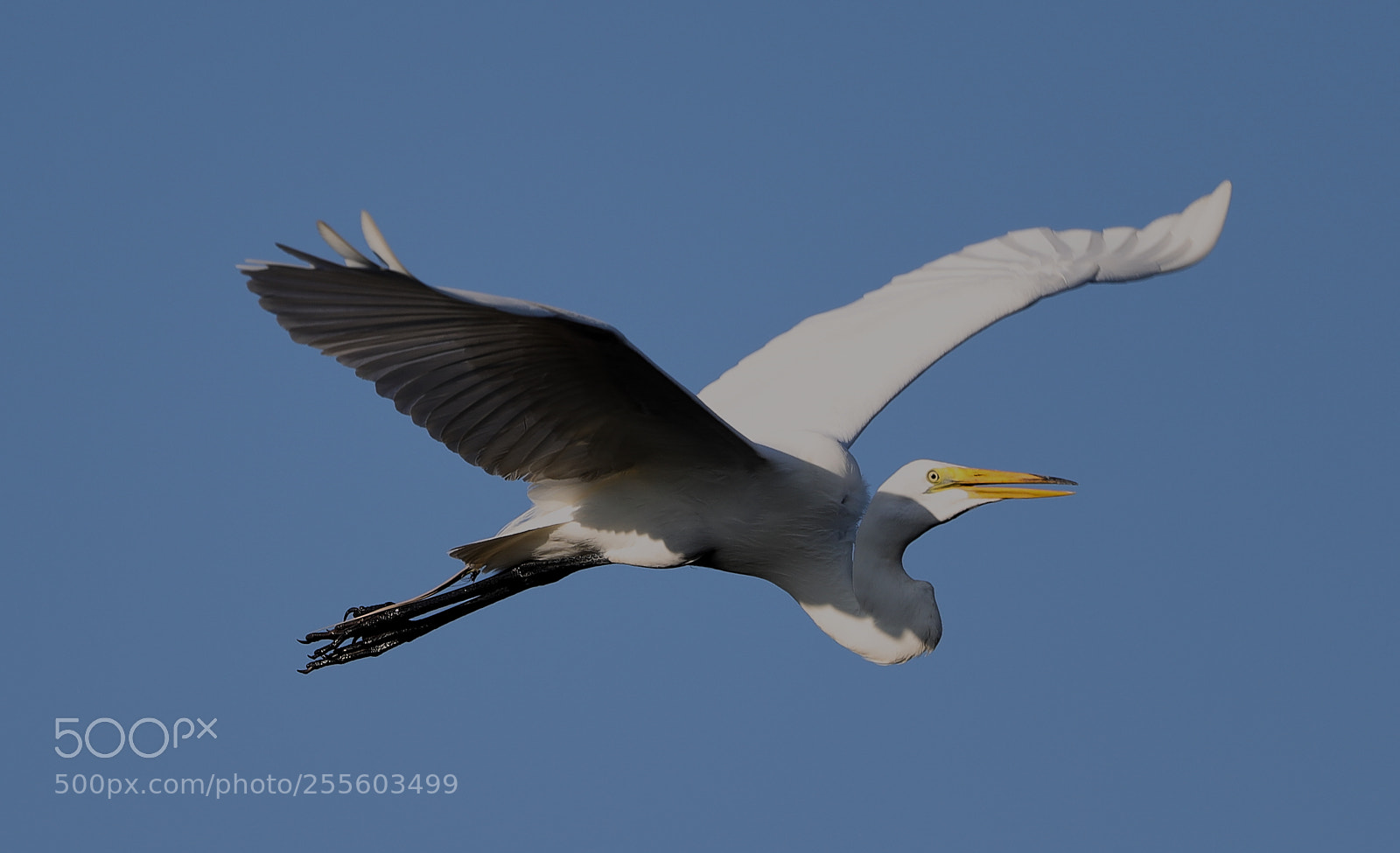 Canon EOS-1D X Mark II sample photo. 04-28-18-0015050.jpg photography