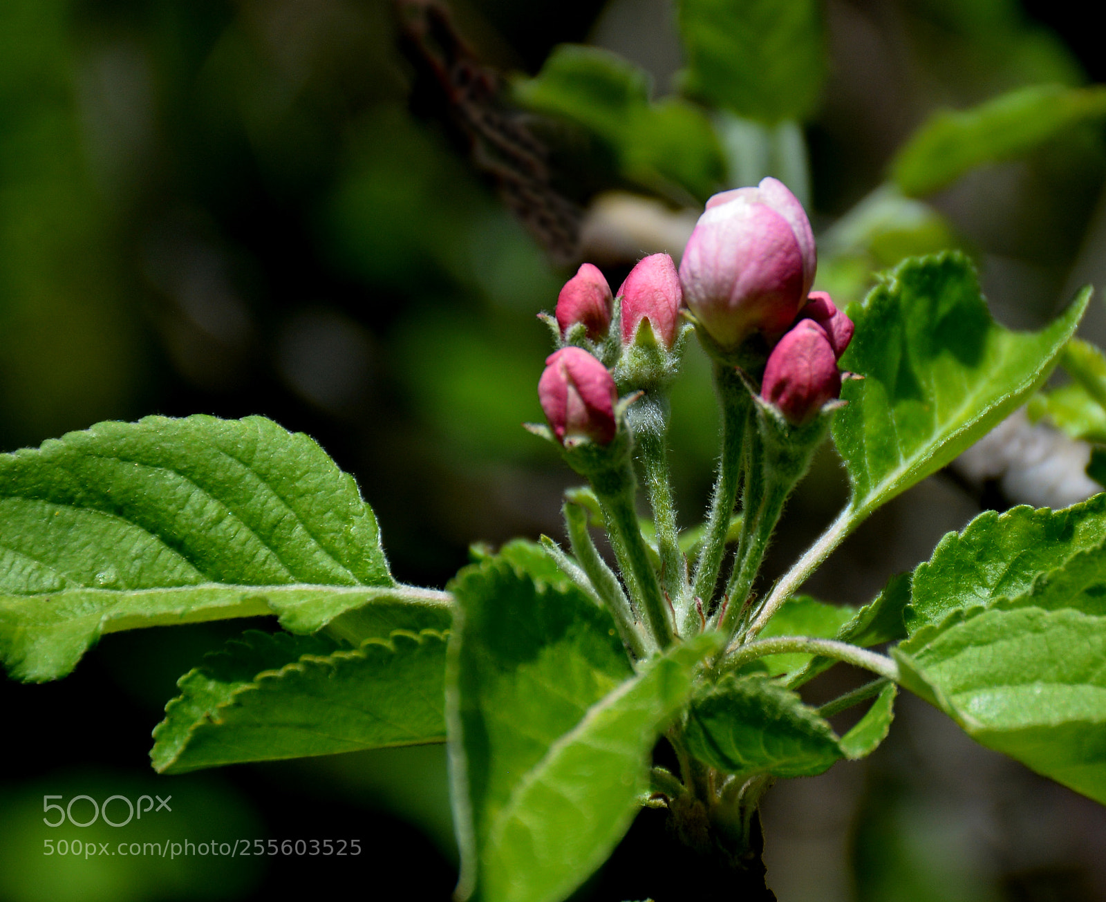 Nikon D5200 sample photo. Spring time photography