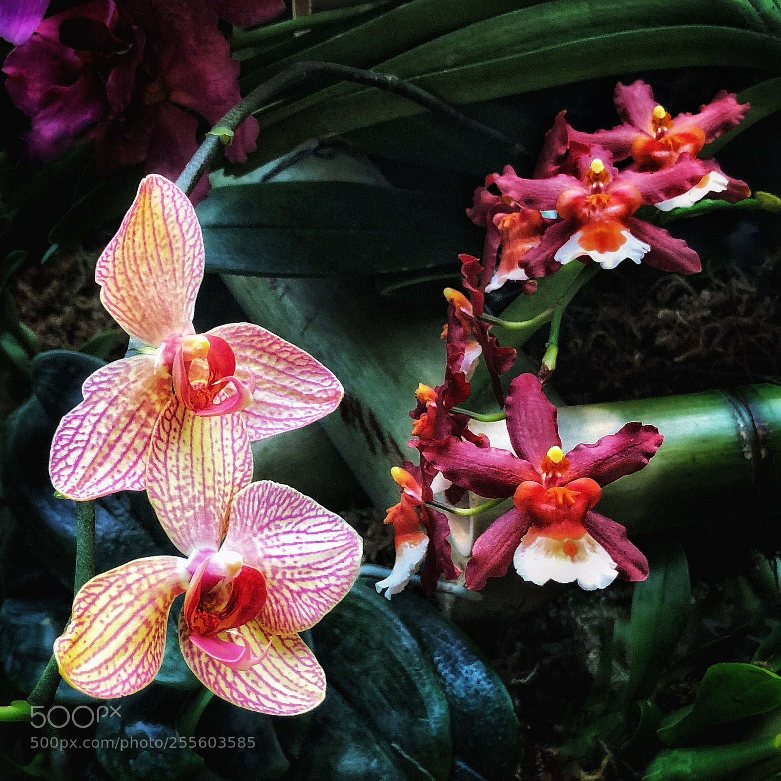 Apple iPhone X sample photo. Orchids, ny botanical garden photography