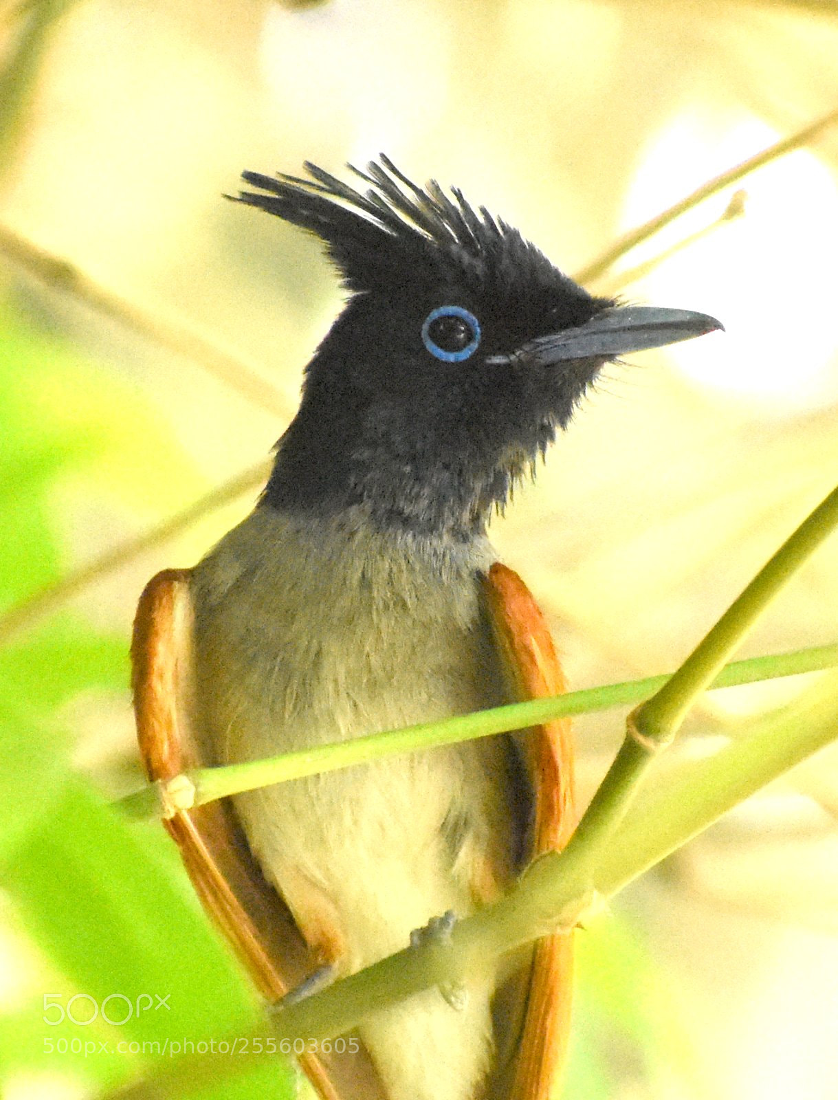 Nikon D7200 sample photo. Paradise flycatcher female photography