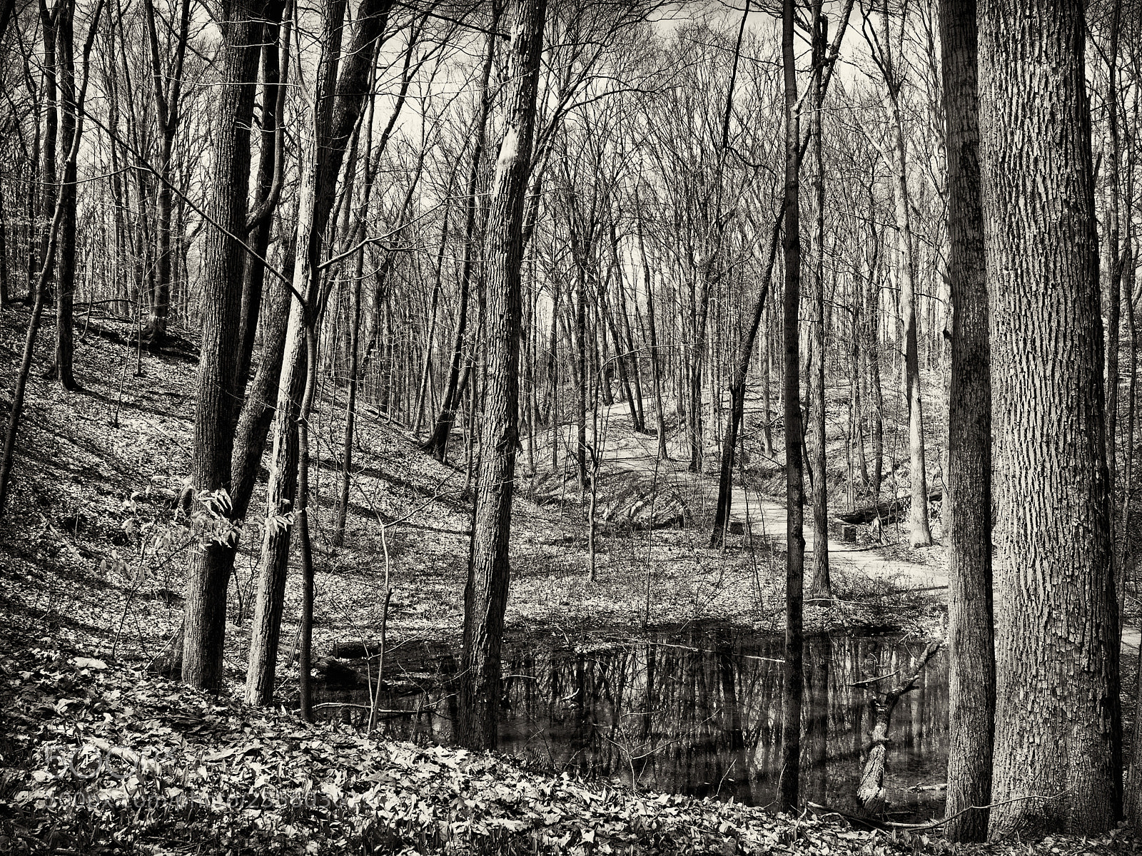 Olympus OM-D E-M1 sample photo. In the woods photography