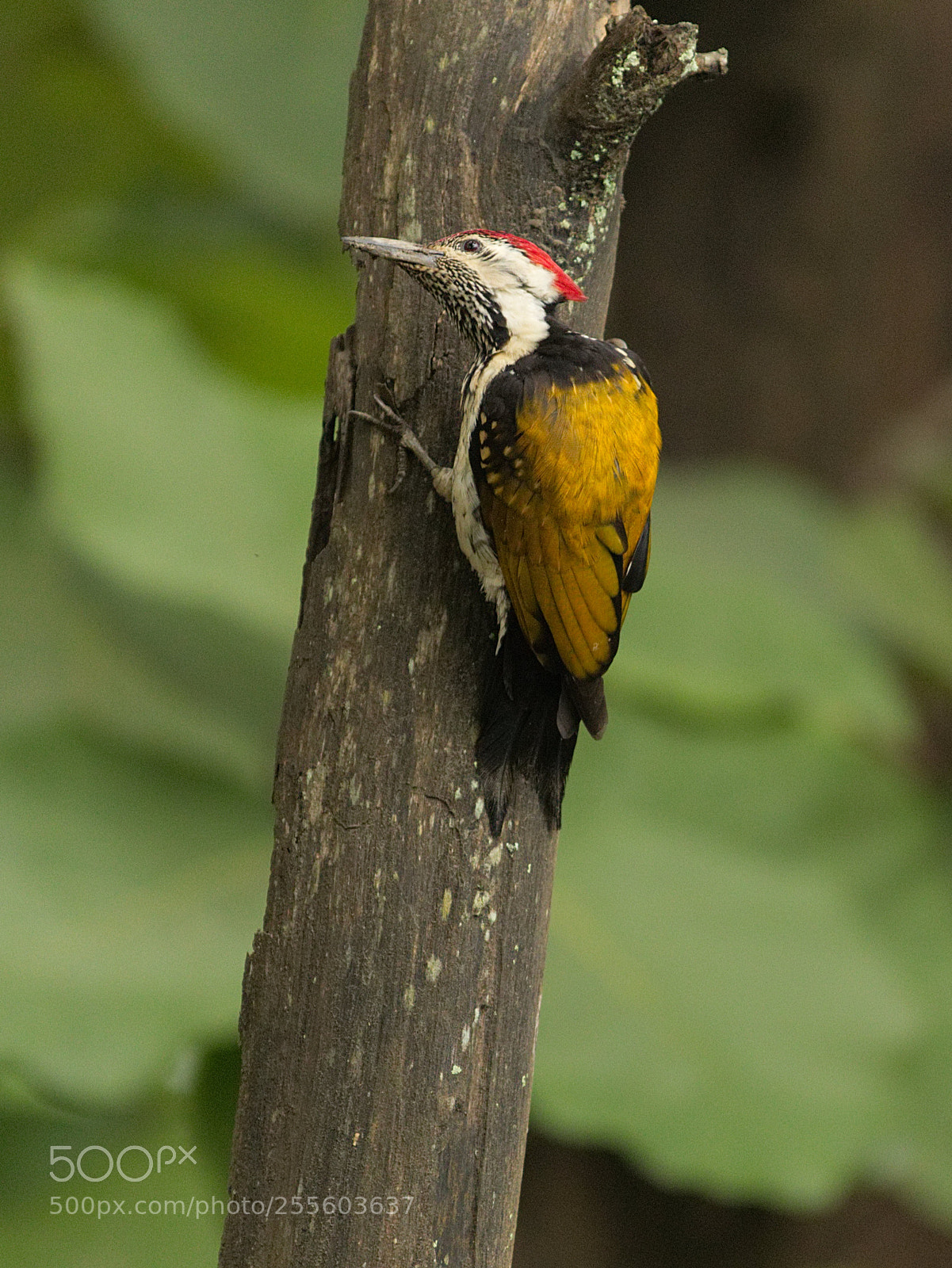 Canon EOS 80D sample photo. A black-rumped flameback photography