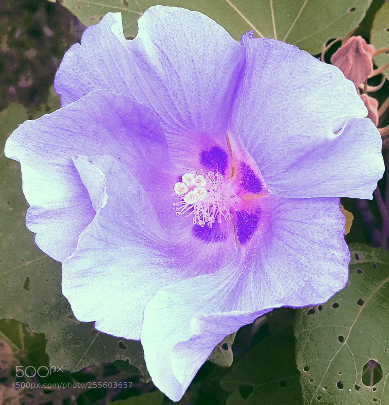 Samsung Galaxy Note4 sample photo. Purple flower photography