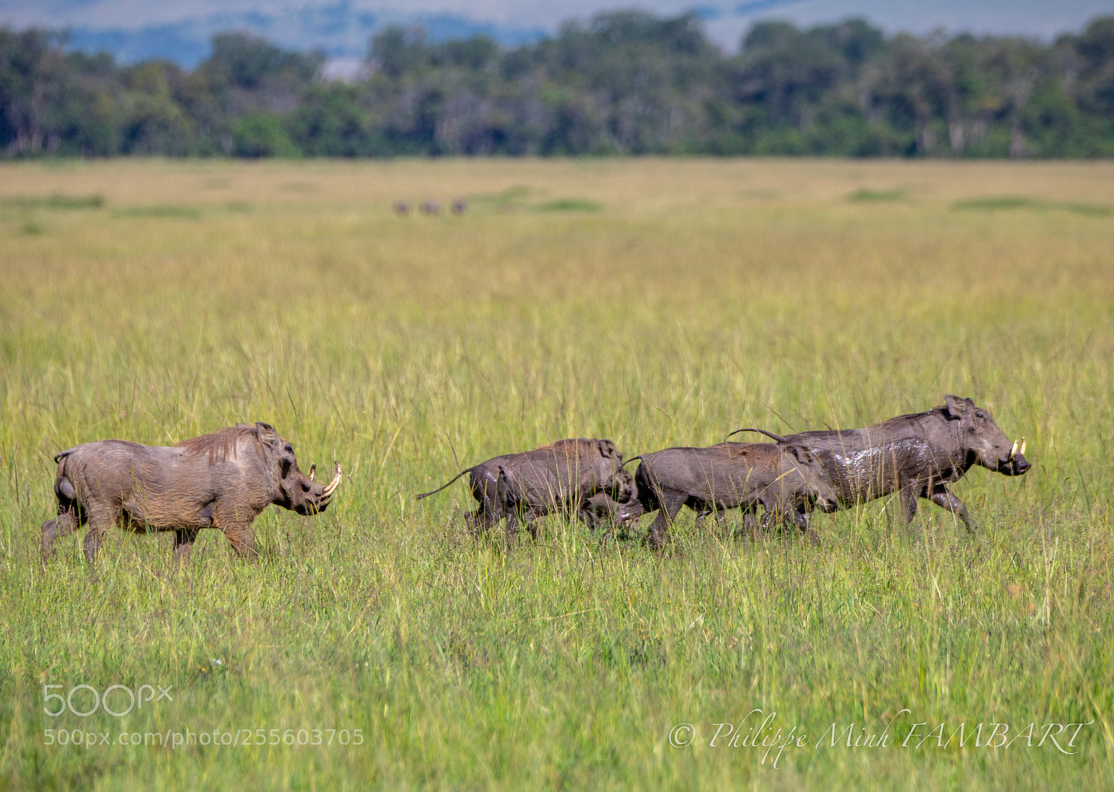 Canon EOS 5D Mark IV sample photo. Warthog from masai mara photography