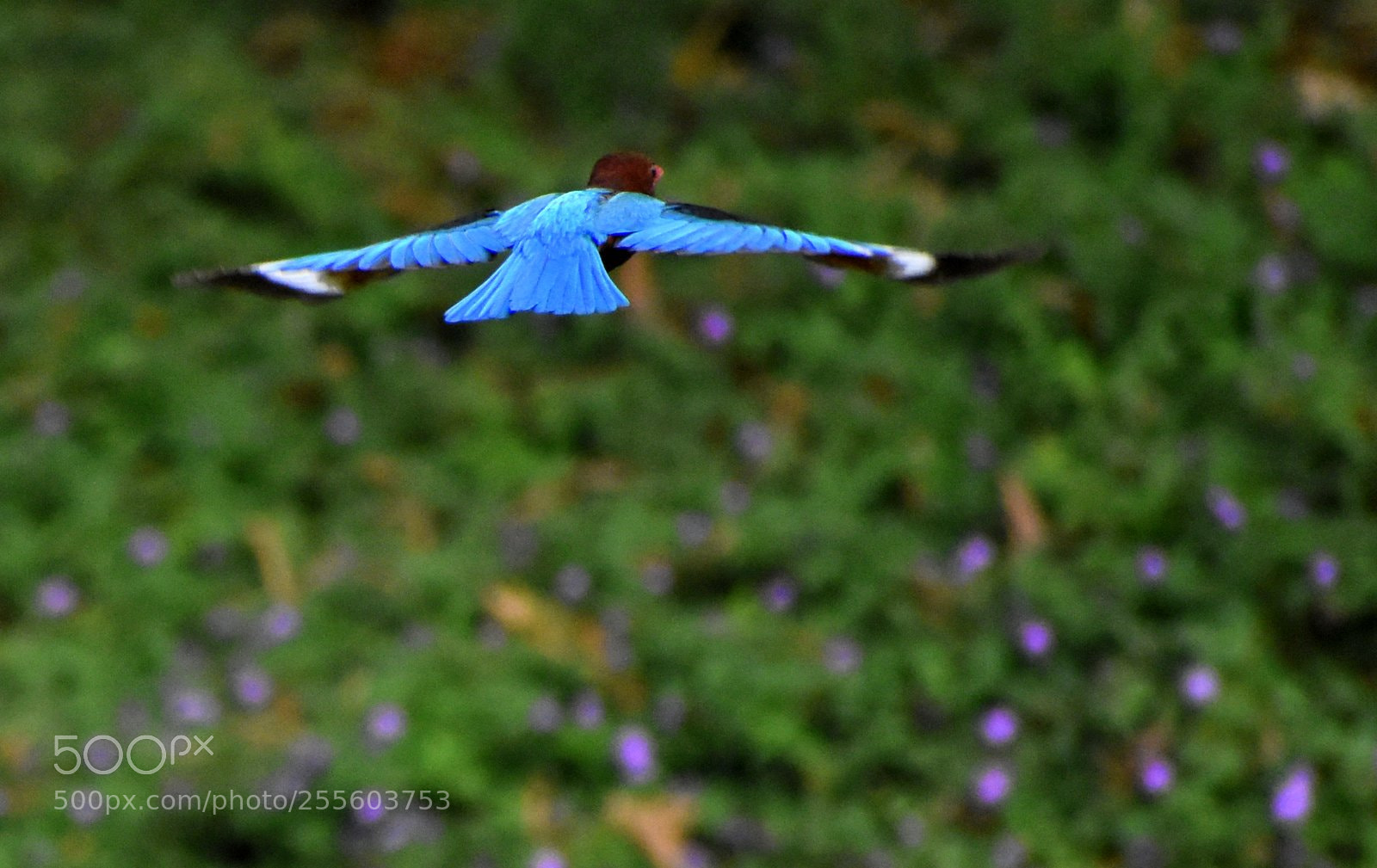 Nikon D7200 sample photo. Kingfisher photography