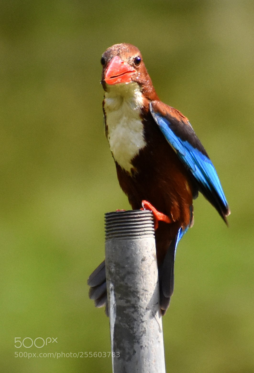 Nikon D7200 sample photo. Kingfisher photography