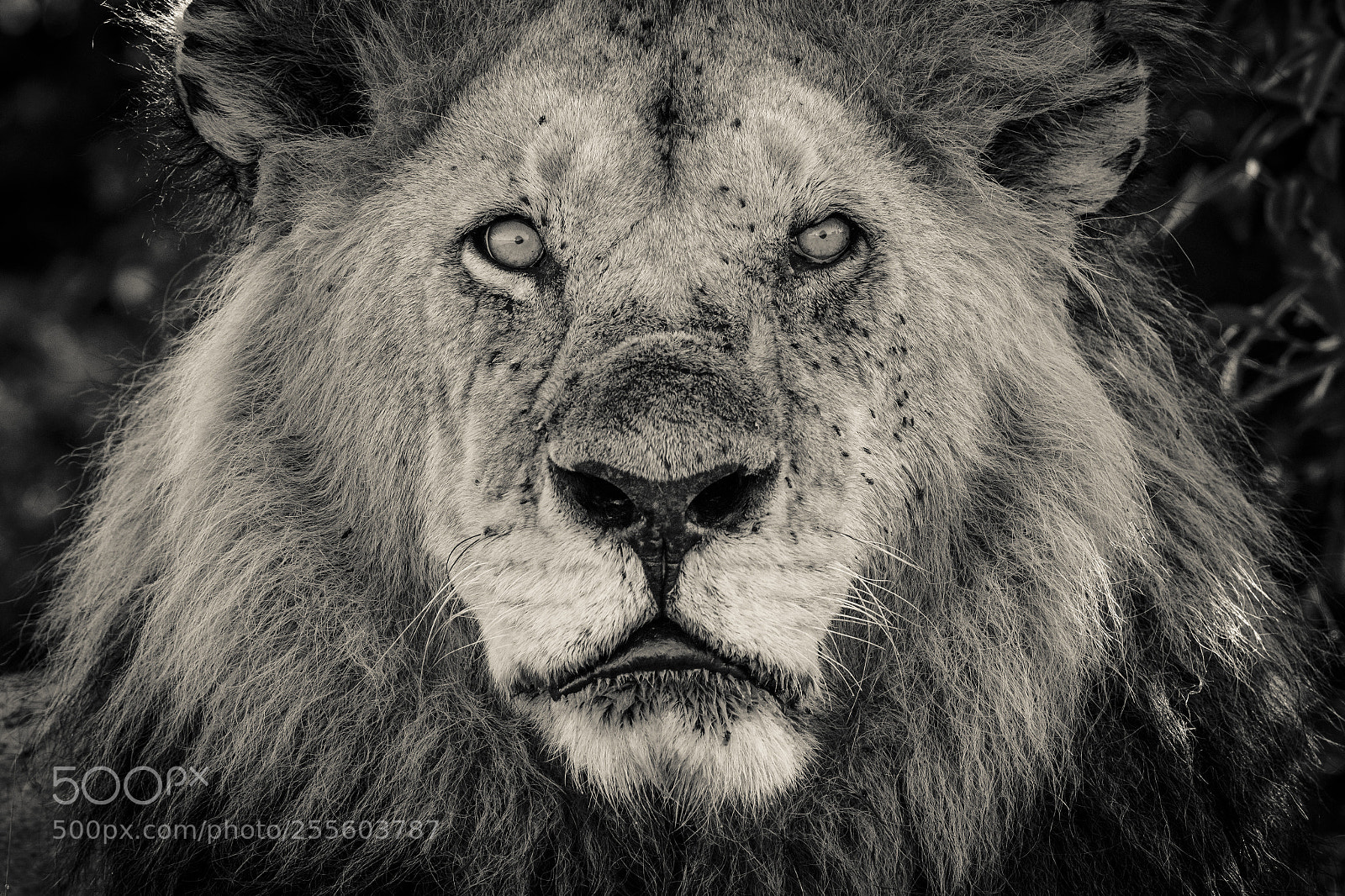 Canon EOS 7D Mark II sample photo. Eyes of the lion photography