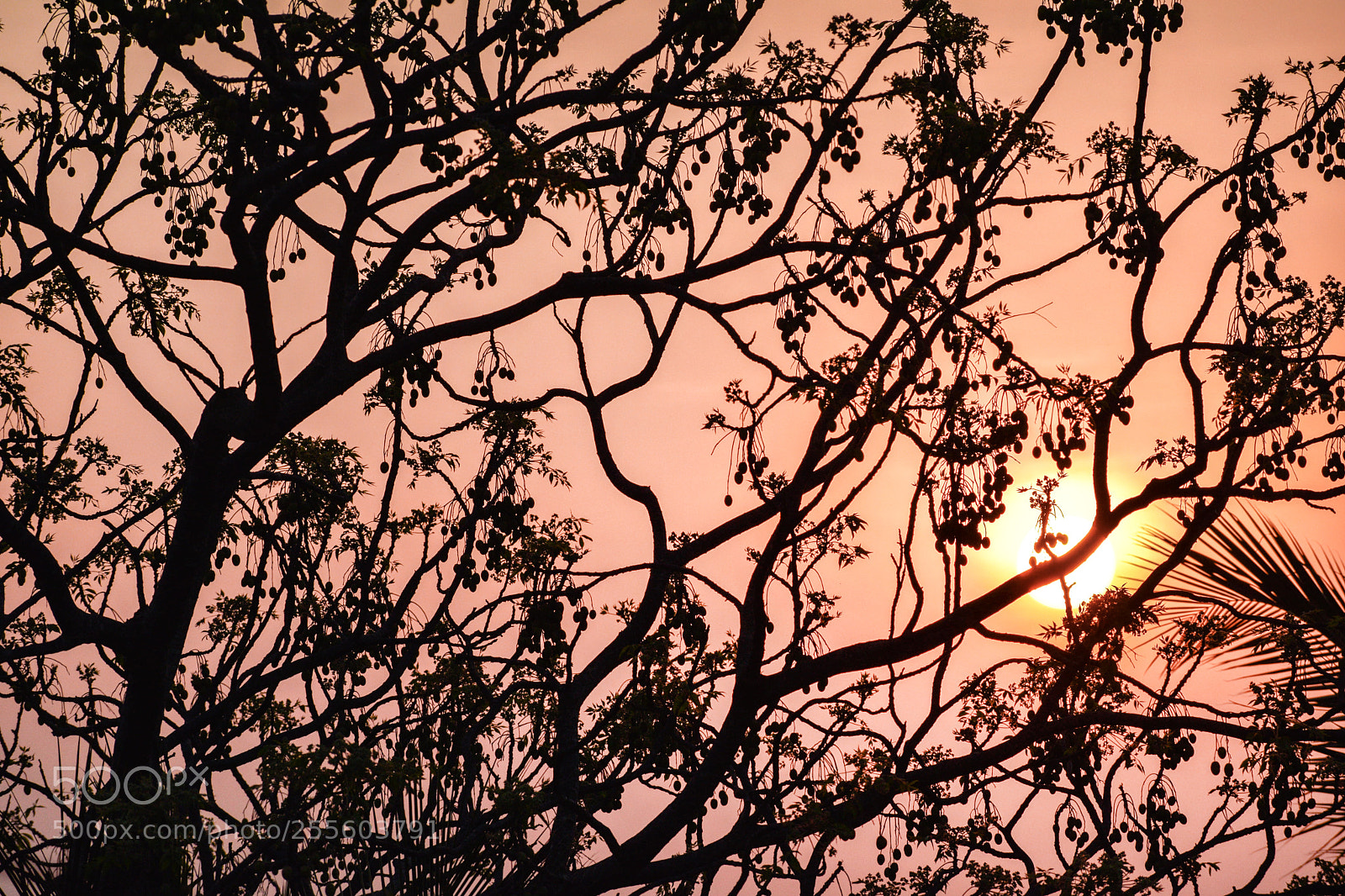 Nikon D5300 sample photo. Sunset silhouette photography