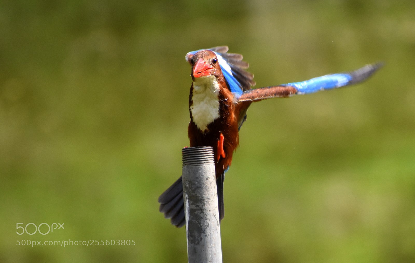 Nikon D7200 sample photo. Kingfisher photography
