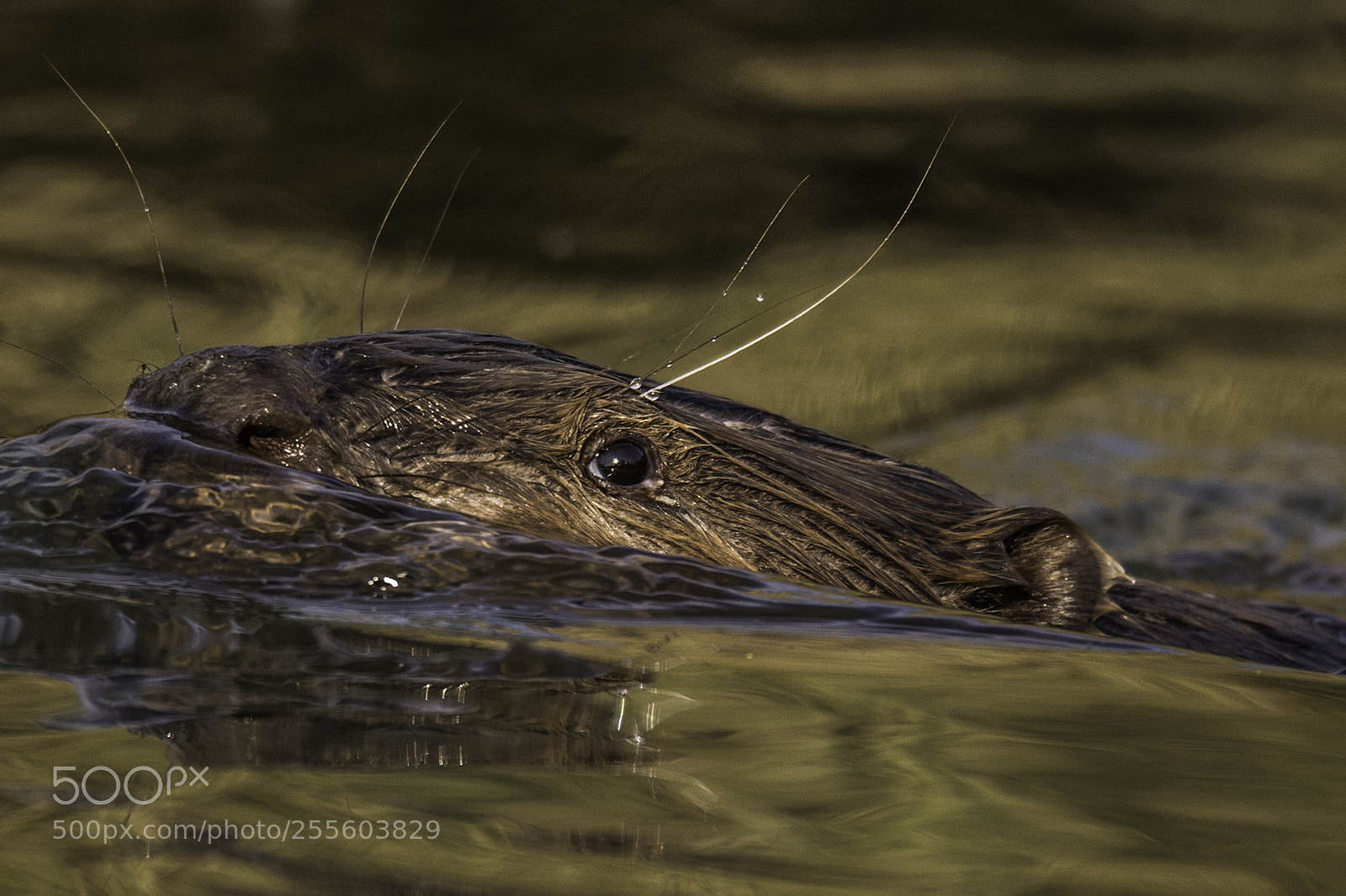 Canon EOS 7D Mark II sample photo. Biesbosch bever photography